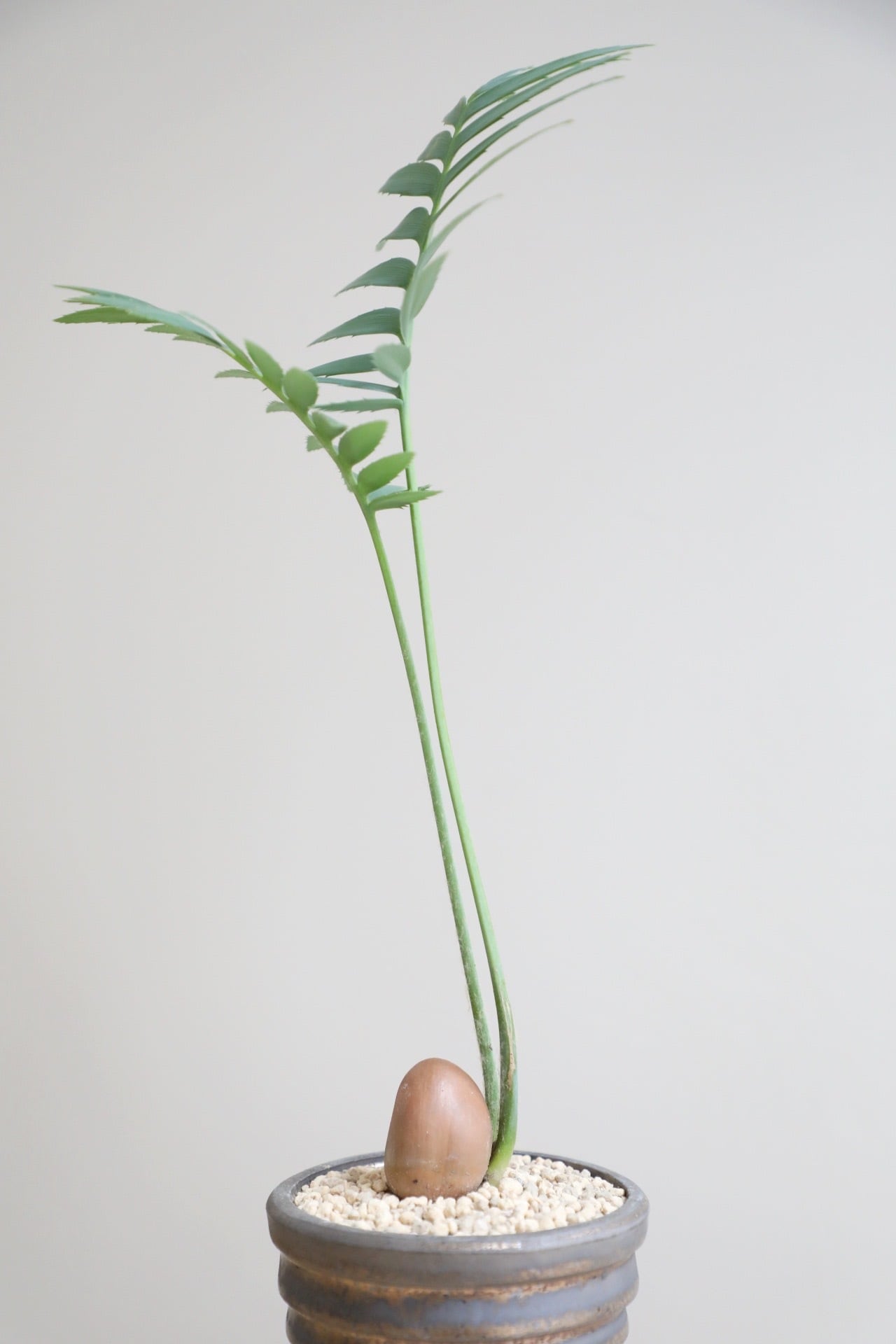 M】ディオーン スピヌロスム/Dioon spinulosum ※陶器鉢付き | 【厳選