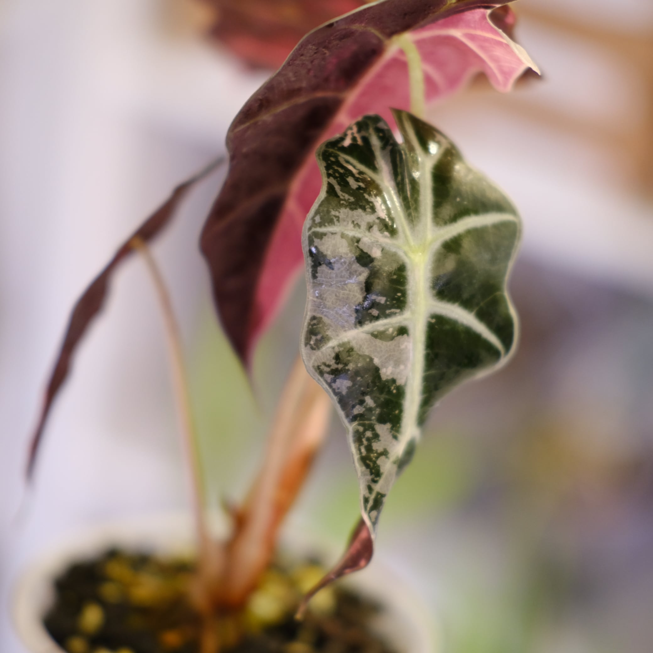 Alocasia Amazonica Polly Pink varigated⑥│アロカシア アマゾニカ