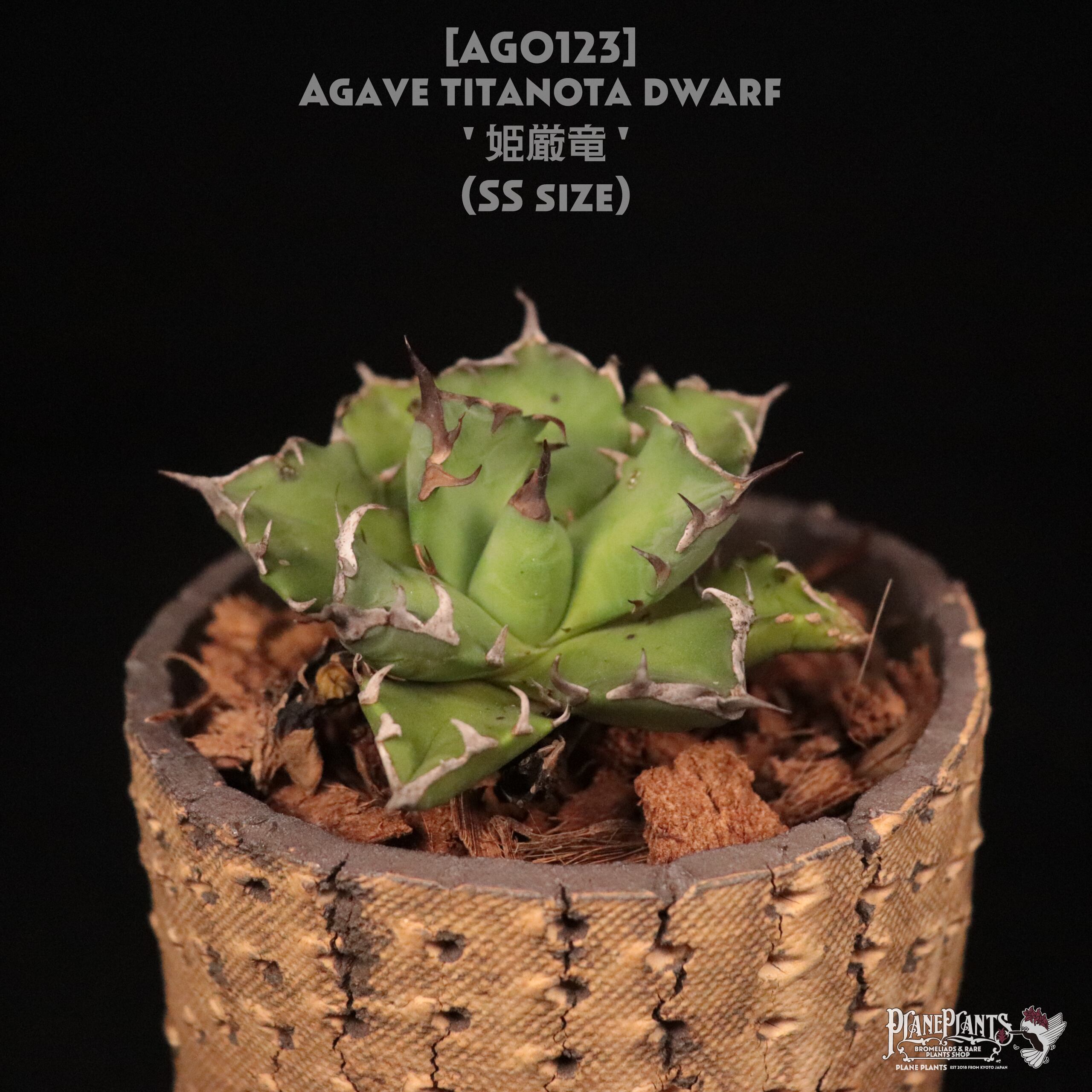 送料無料】Agave titanota dwarf '姫厳竜' SS〔アガベ〕AG0118