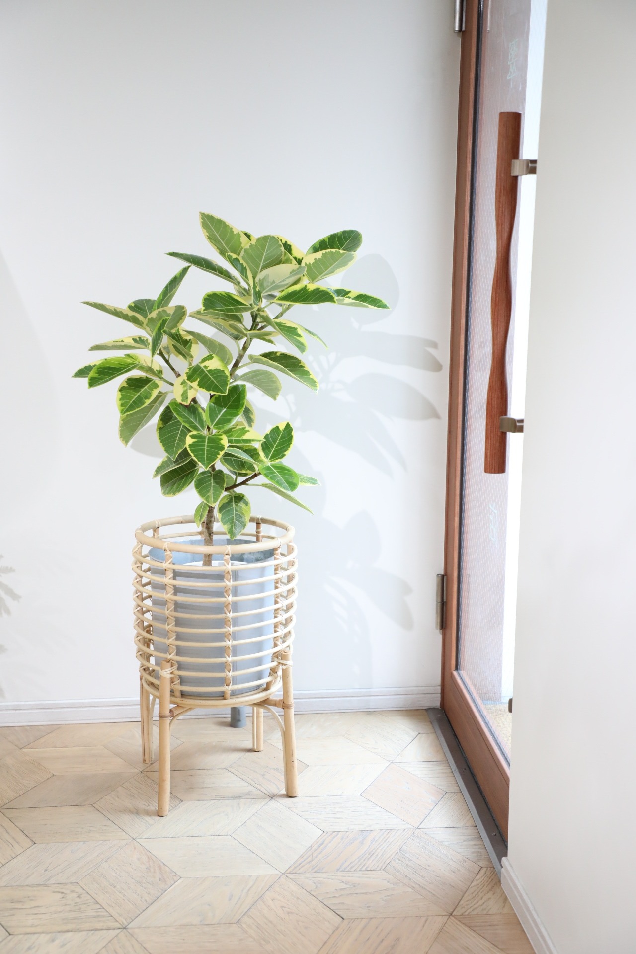 【L/110cm】フィカス アルテシマ/Ficus Altissima