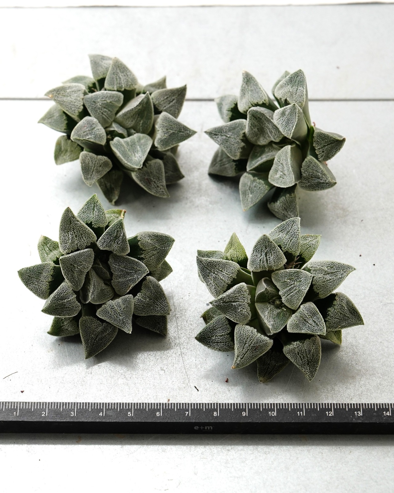 カット苗 ハオルチア 堀川ピグマエア M Haworthia 'Horikawa Pygmaea'