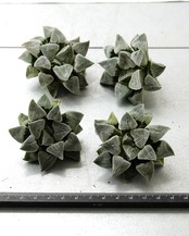 カット苗 ハオルチア 堀川ピグマエア M Haworthia 'Horikawa Pygmaea'