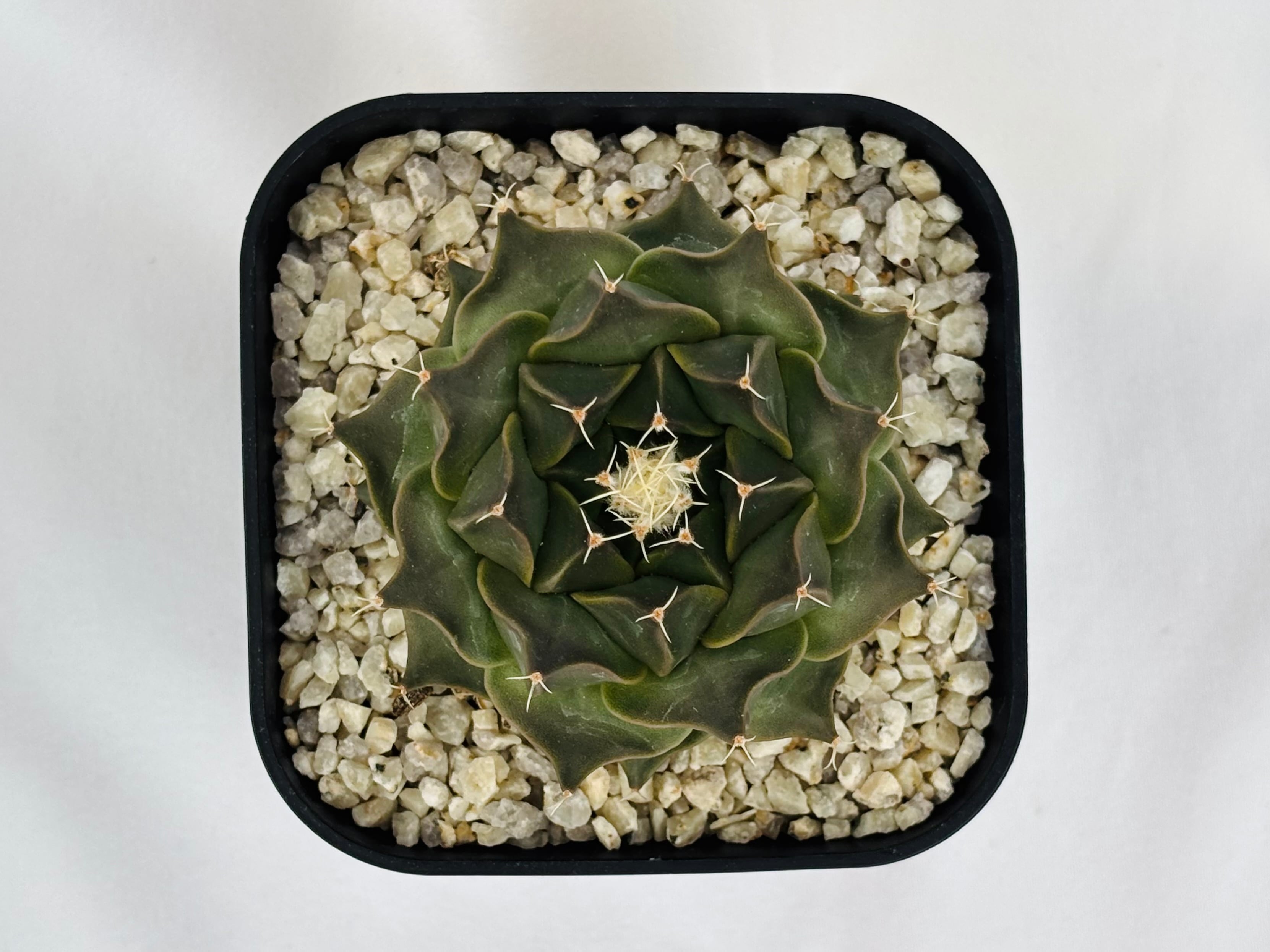 Obregonia denegrii オブレゴニア 大疣帝冠 サボテン | plants MARU