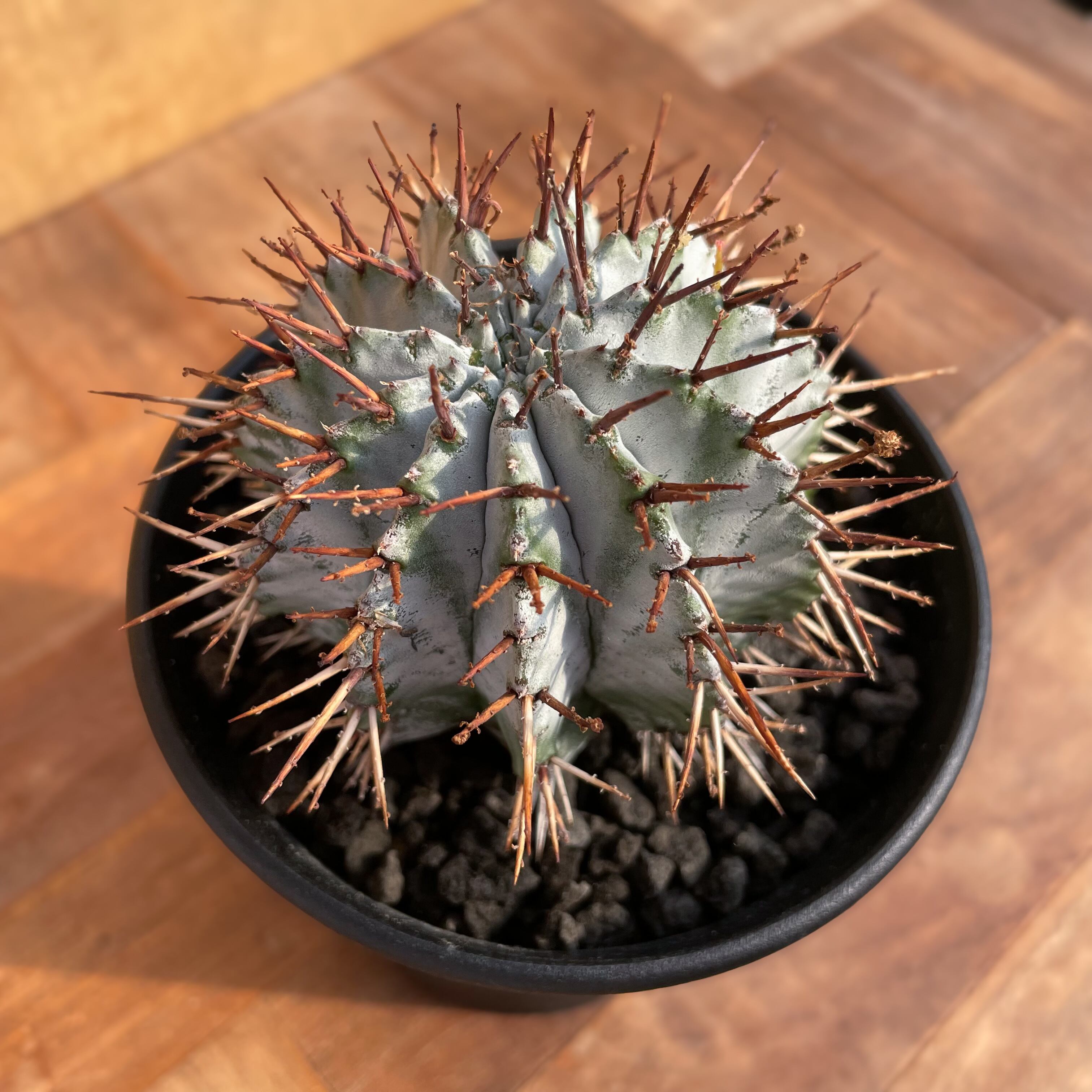 Euphorbia horrida【ユーフォルビア・ホリダ】 | RIMO'S GREEN Euphorbia horrida【ユーフォルビア・ホリダ】 | RIMO'S GREEN