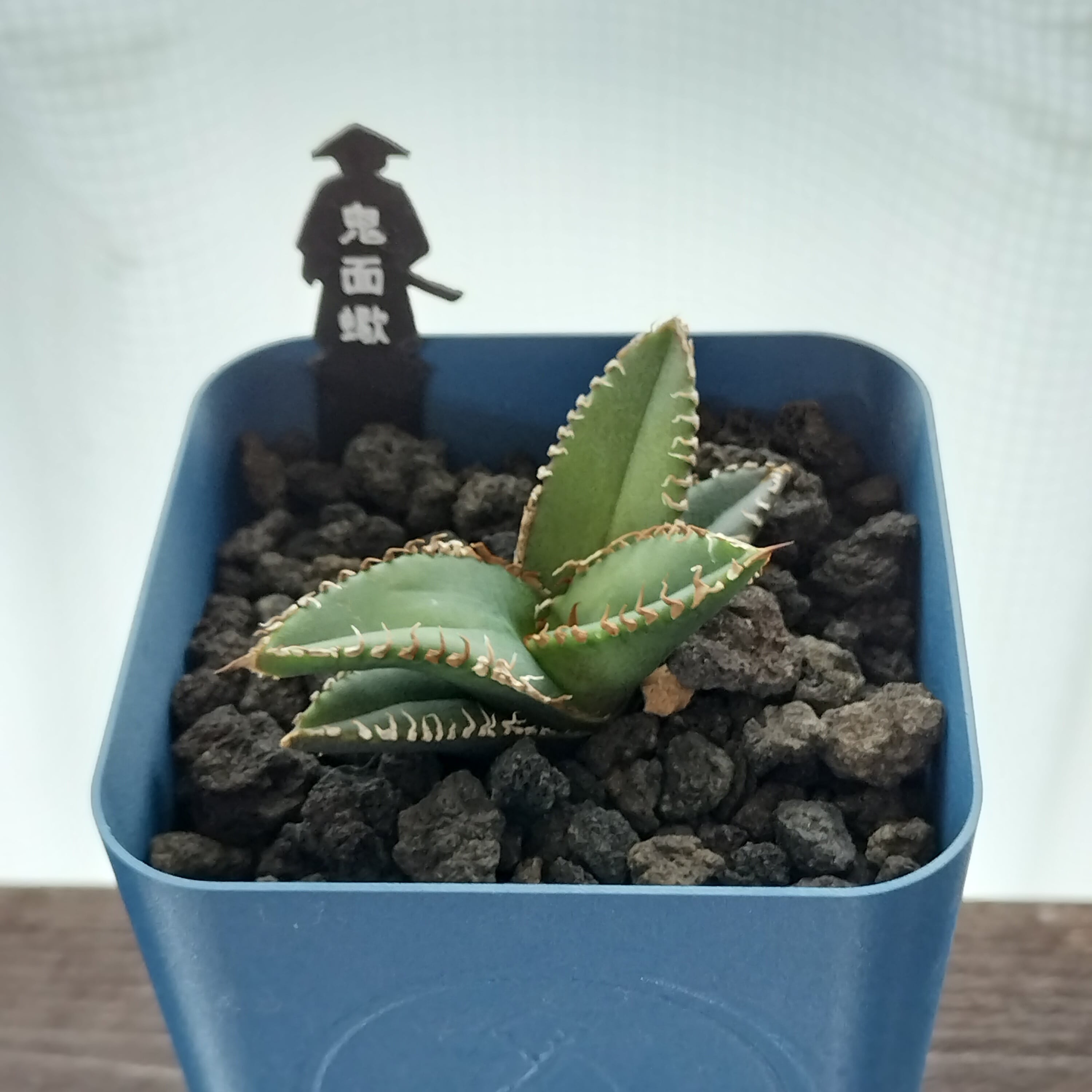 鬼面蝎】アガベ チタノタ 子株 きめんさそり Scorpion | メントリザムライ