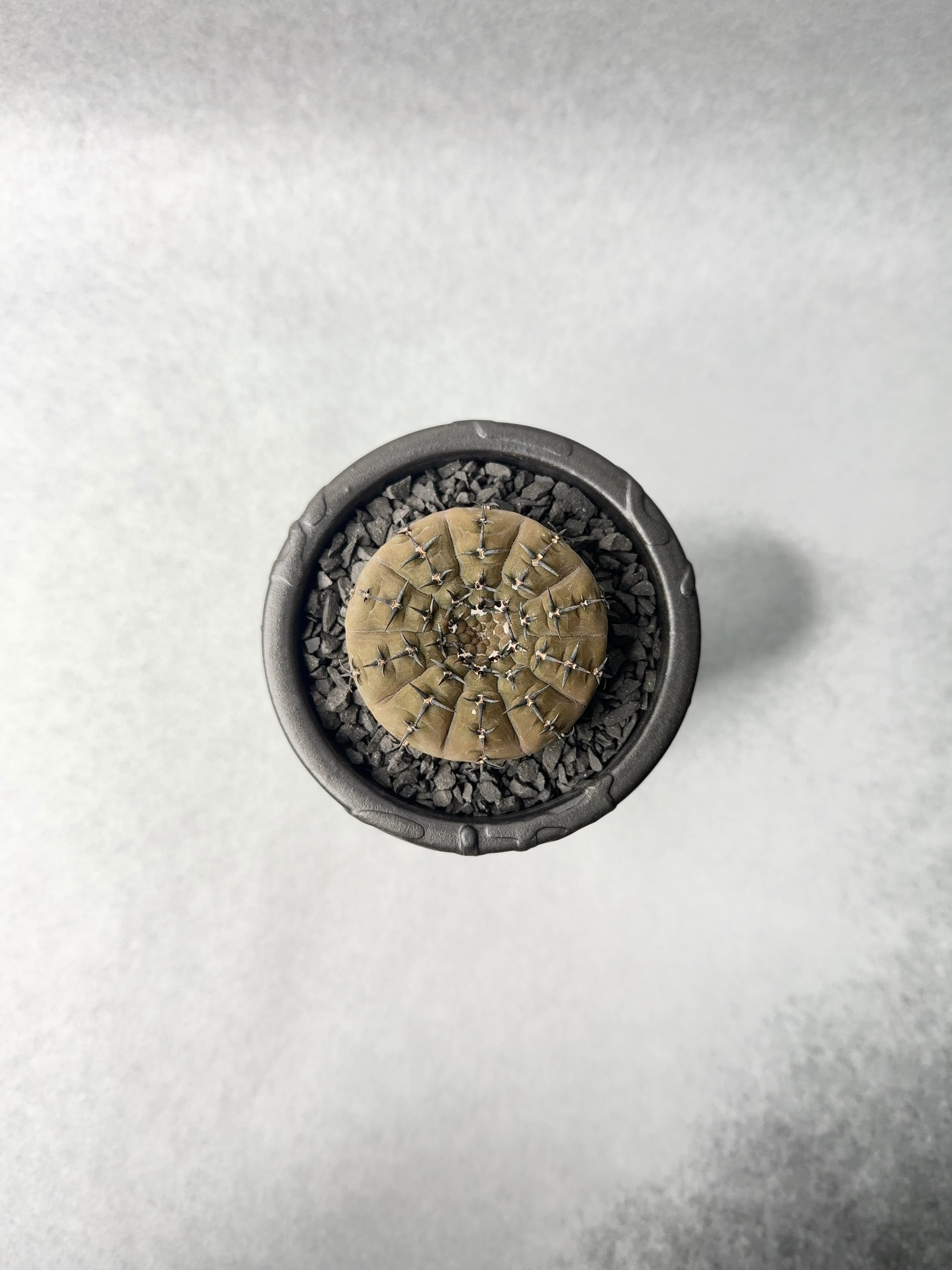 62.ギムノカリキウム・黒刺鳳頭 | trigger