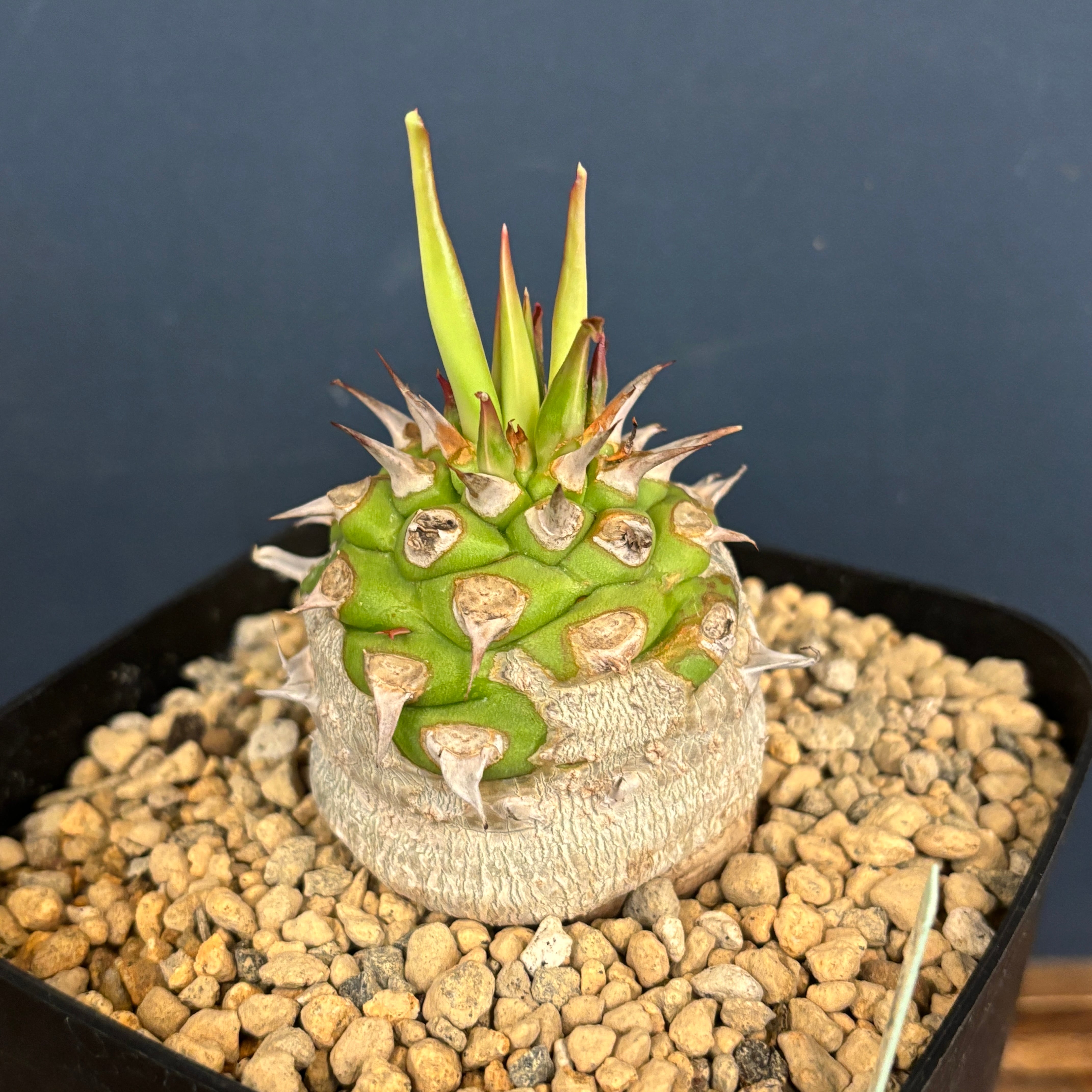 ユーフォルビア サピニー【621】 | PROTOLEAF プロトリーフ