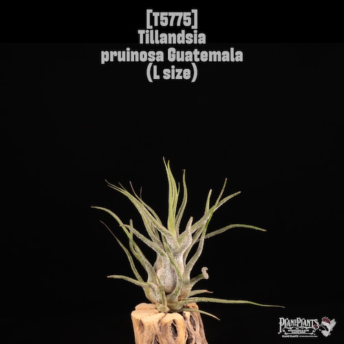 Tillandsia pruinosa Guatemala L〔ティランジア〕T5775