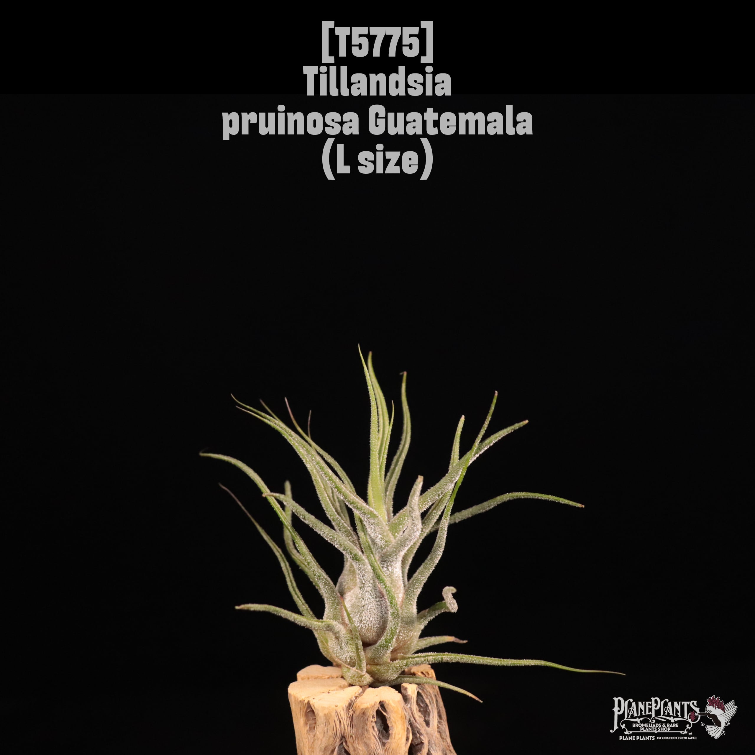 Tillandsia pruinosa Guatemala L〔ティランジア〕T5775