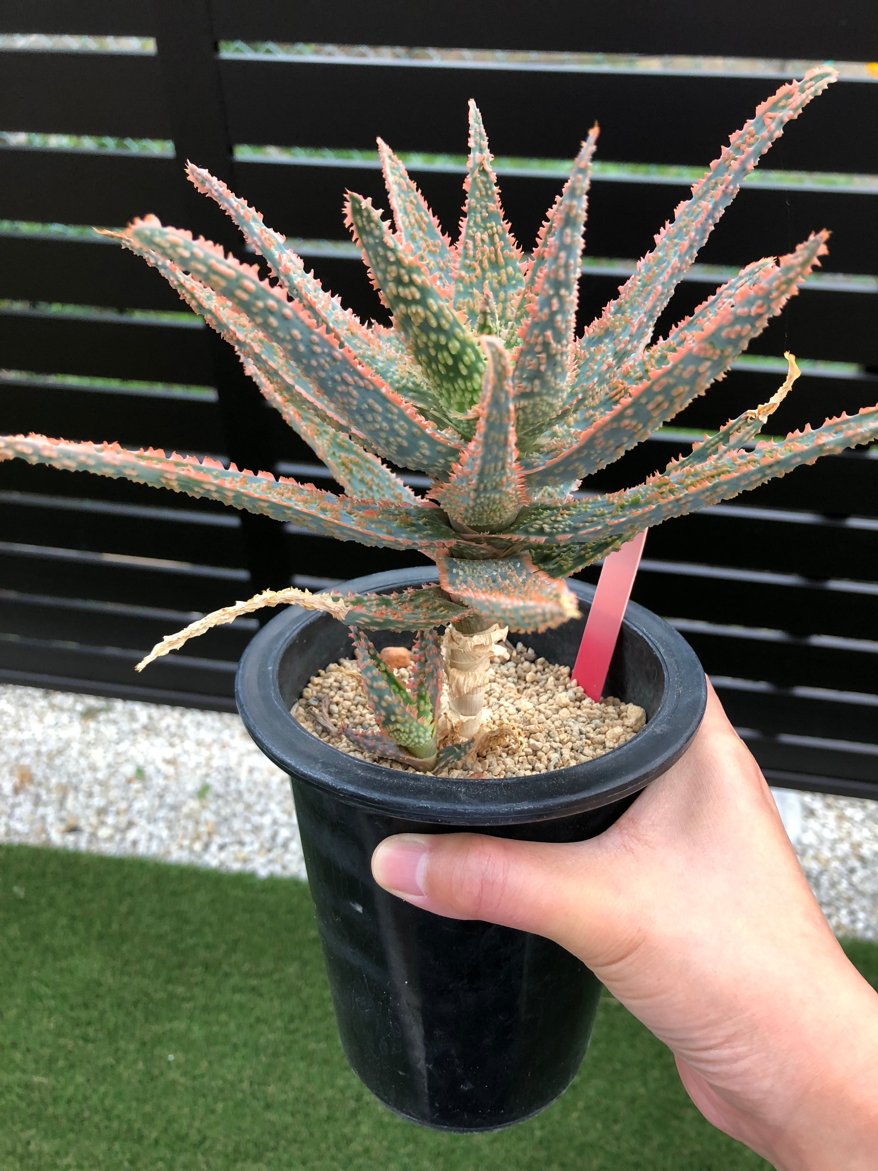 ＡＬＯＥです。 Aloe cv.DZ (Debra Zimmerman) アロエ DZ | plants MARU