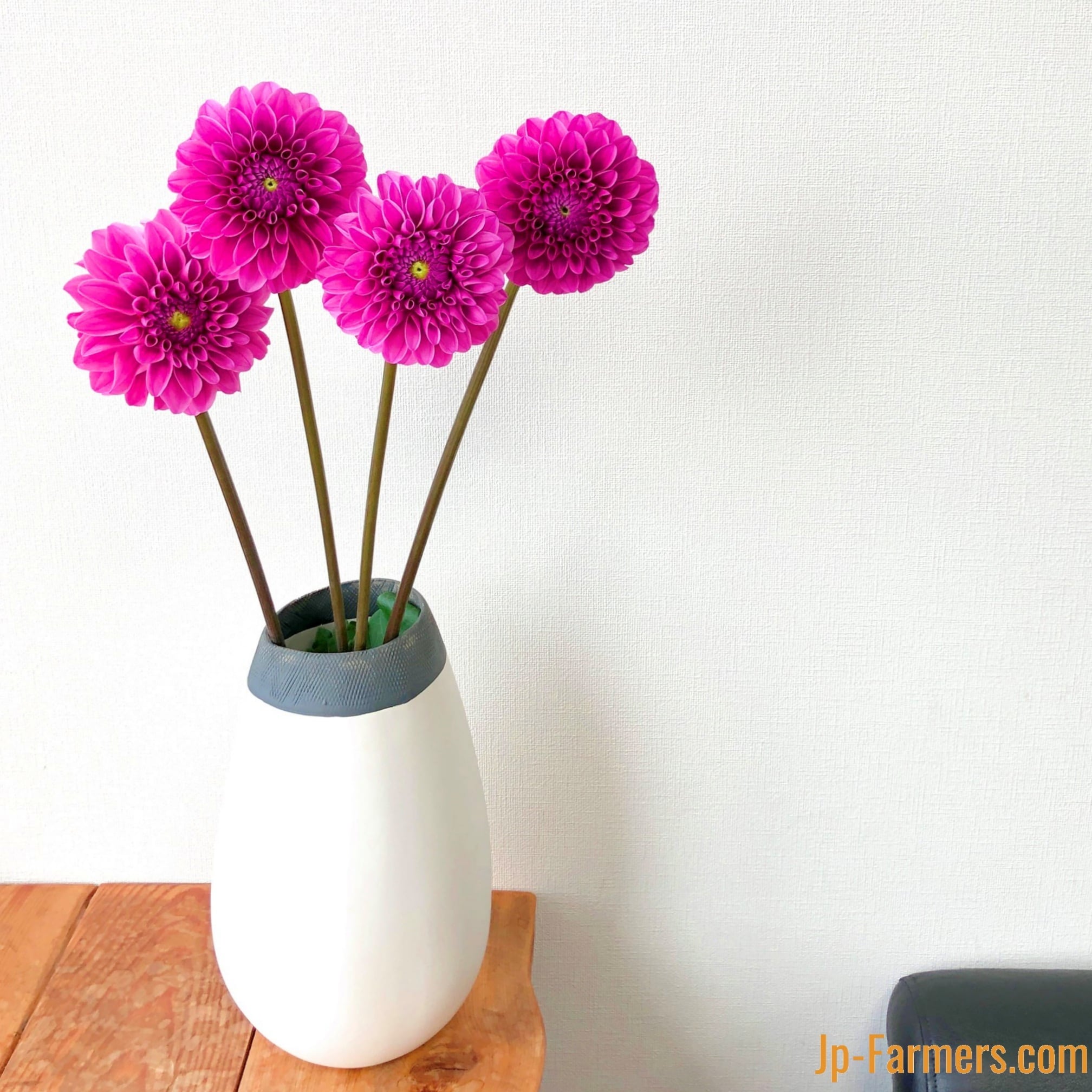 日持ちも人気もNO.1 ダリア界の大御所 『みっちゃん』 10本 | 新鮮お花