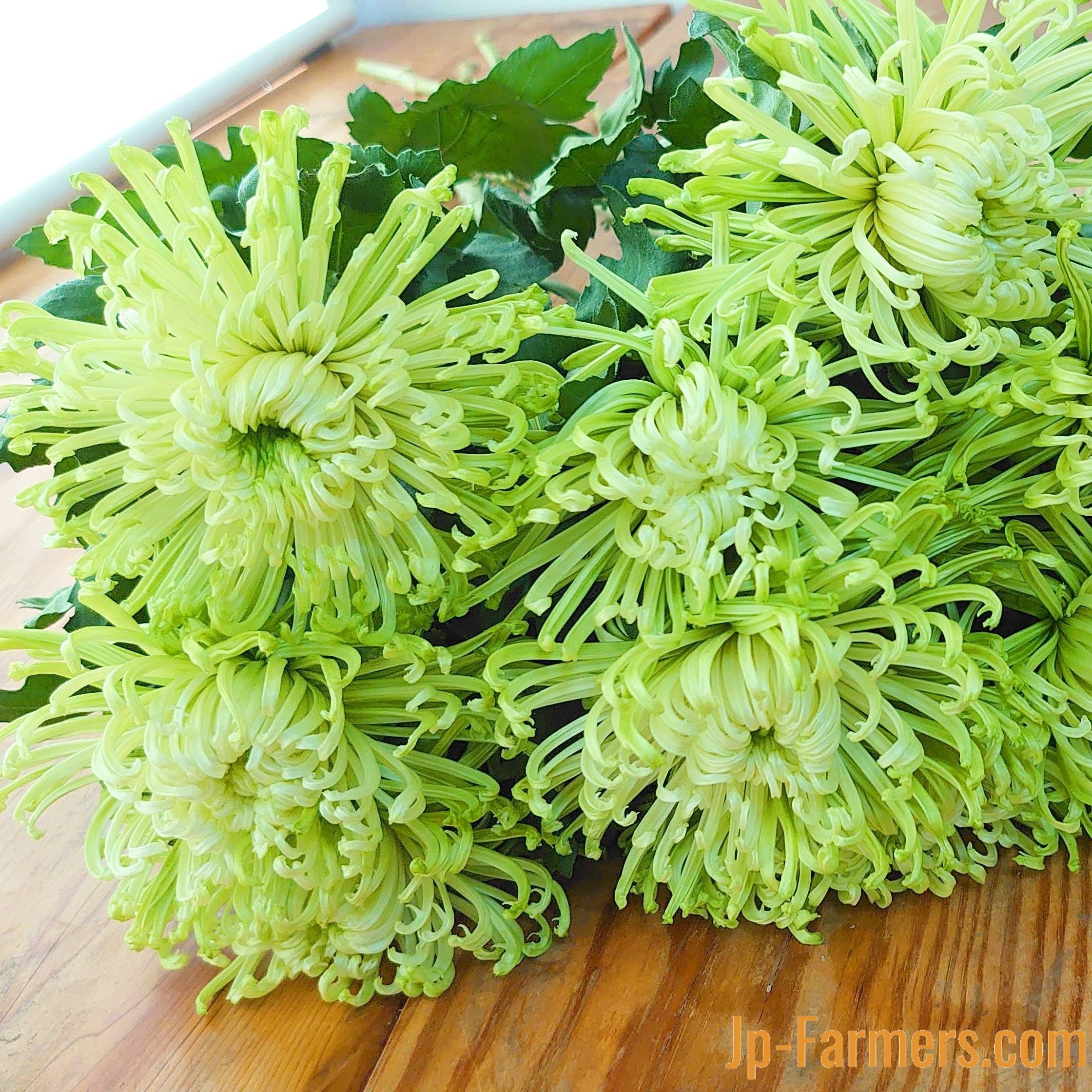 菊を飾ろう‼ アナスタシアグリーン 10本 | 新鮮お花問屋 Jp-Farmers.com