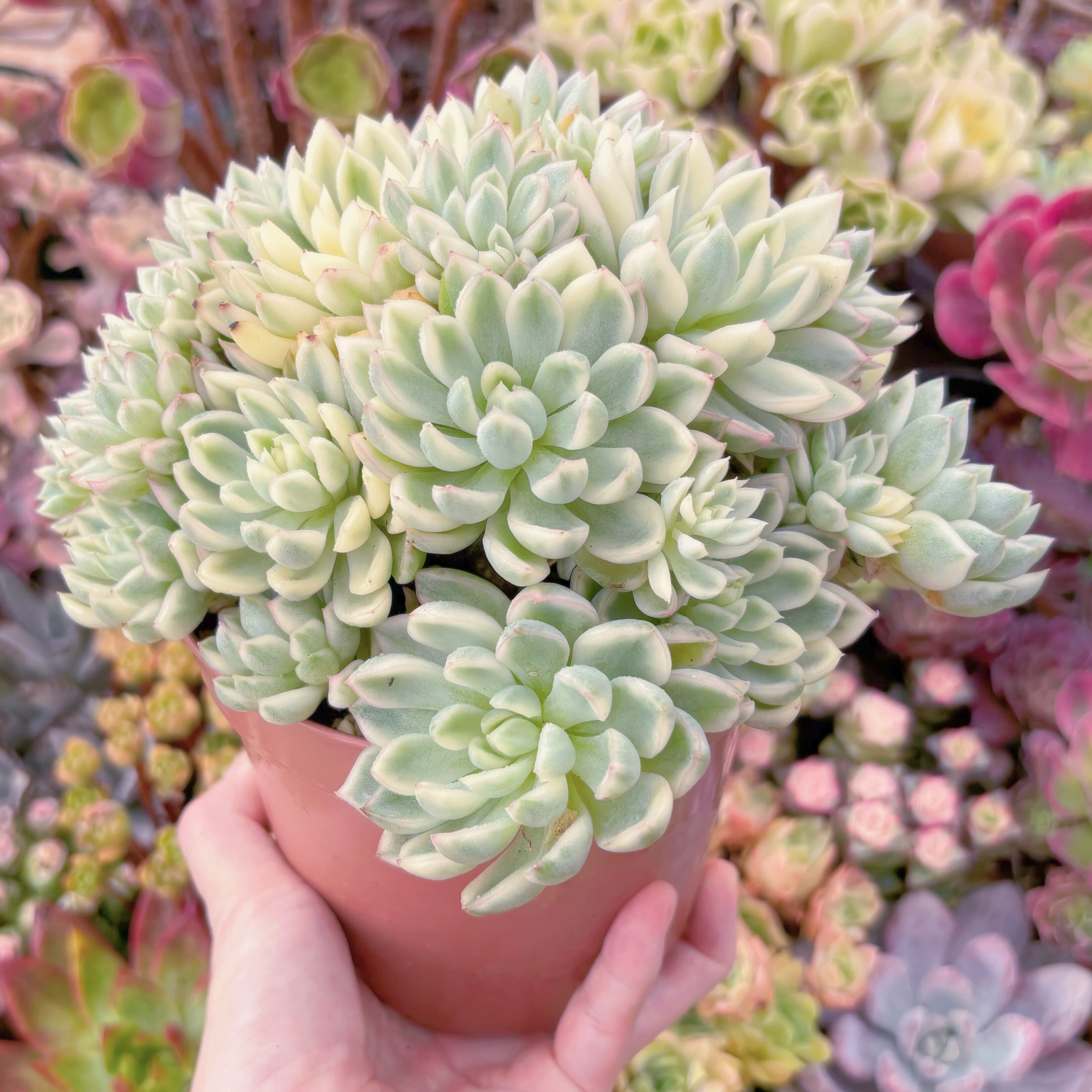 現品 女雛錦#595 特大群生 るる農園 | るる農園~多肉植物専門