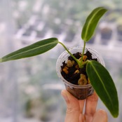 アンスリウム ワロクアーナム / Anthurium Warocqueanum⑪ / 観葉植物<育て方・花言葉>