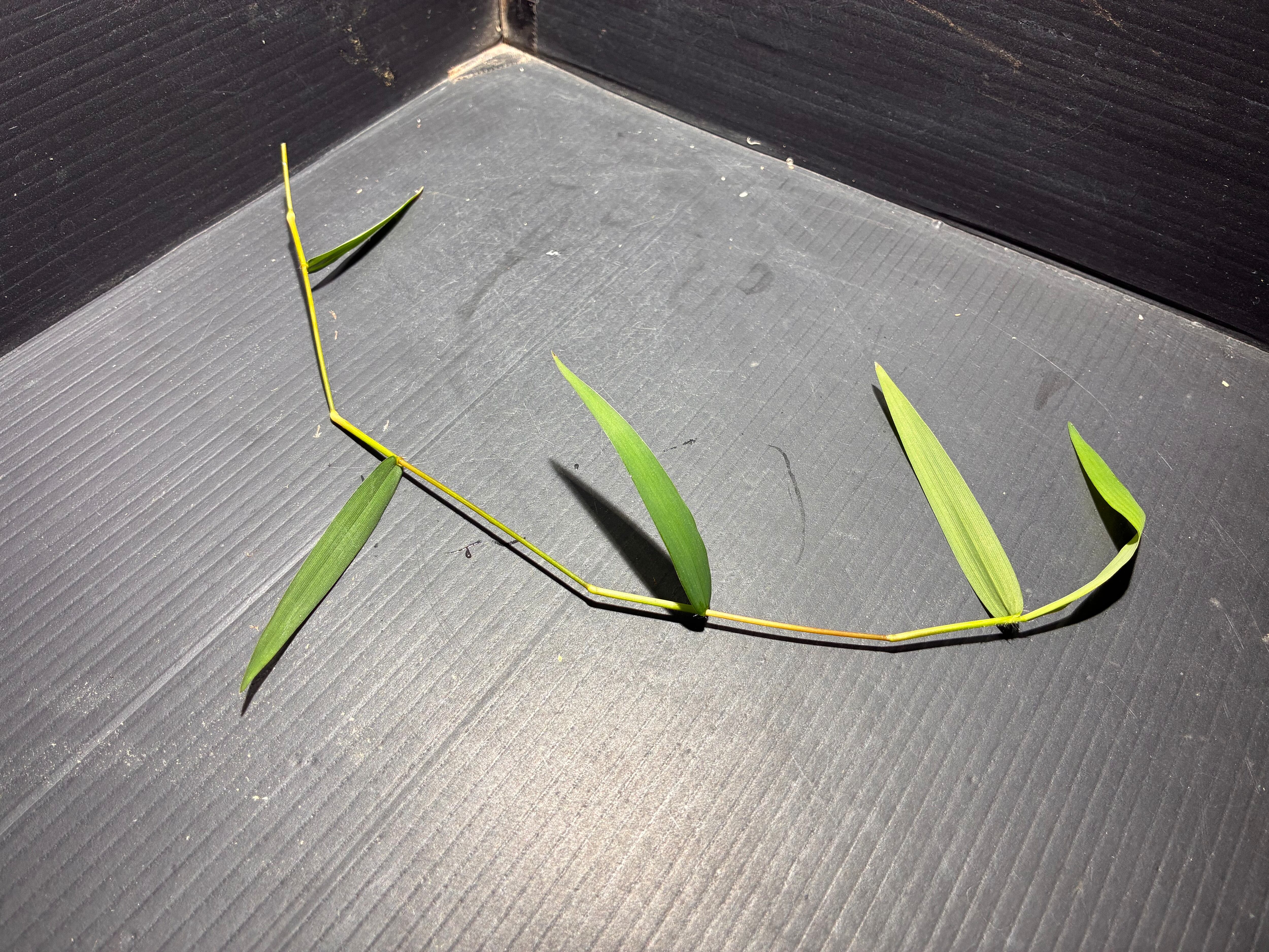水草・観葉植物 | AquaFocus