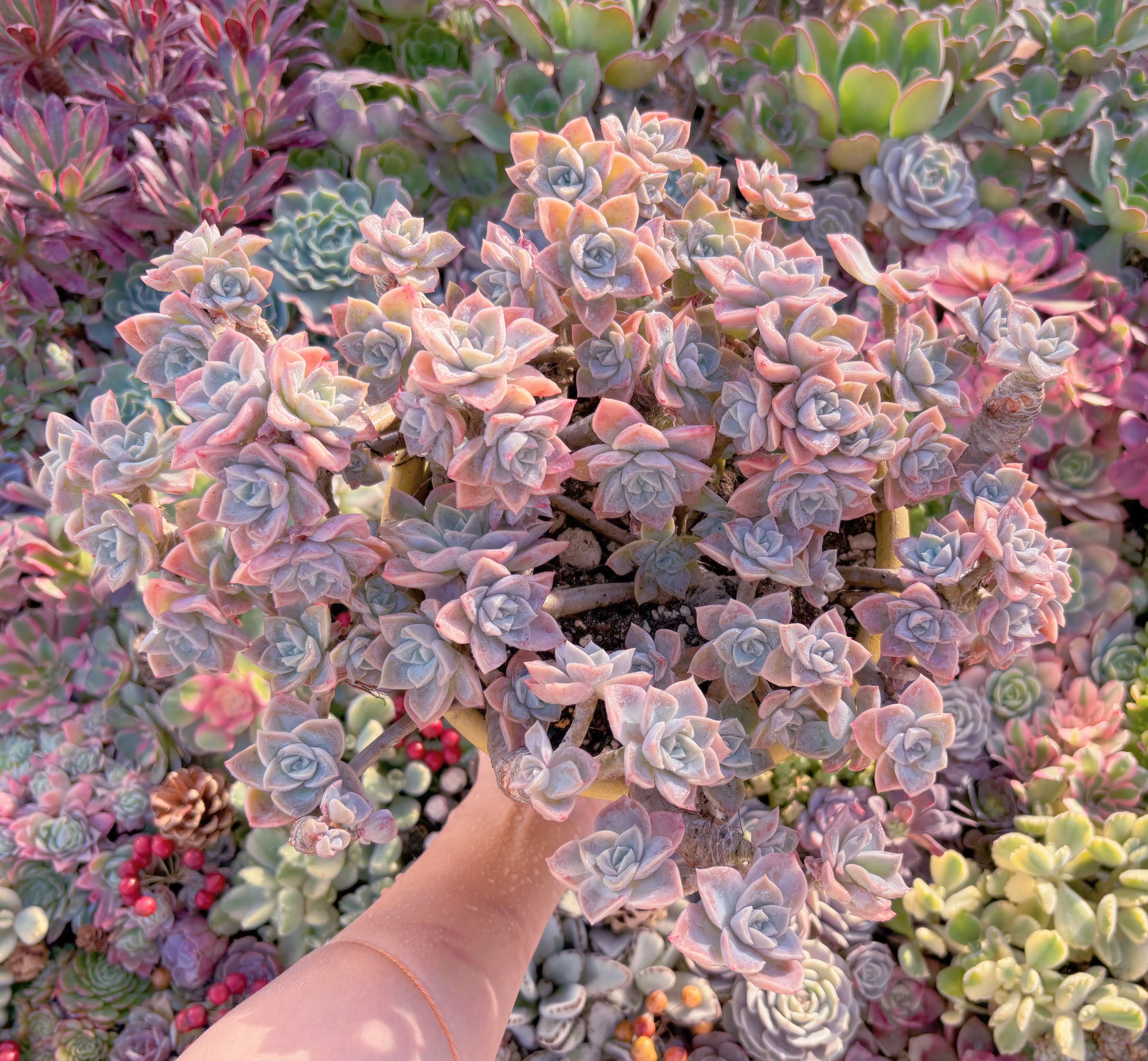 現品　ラブリーローズx白牡丹#844　特大群生　新入荷　るる農園