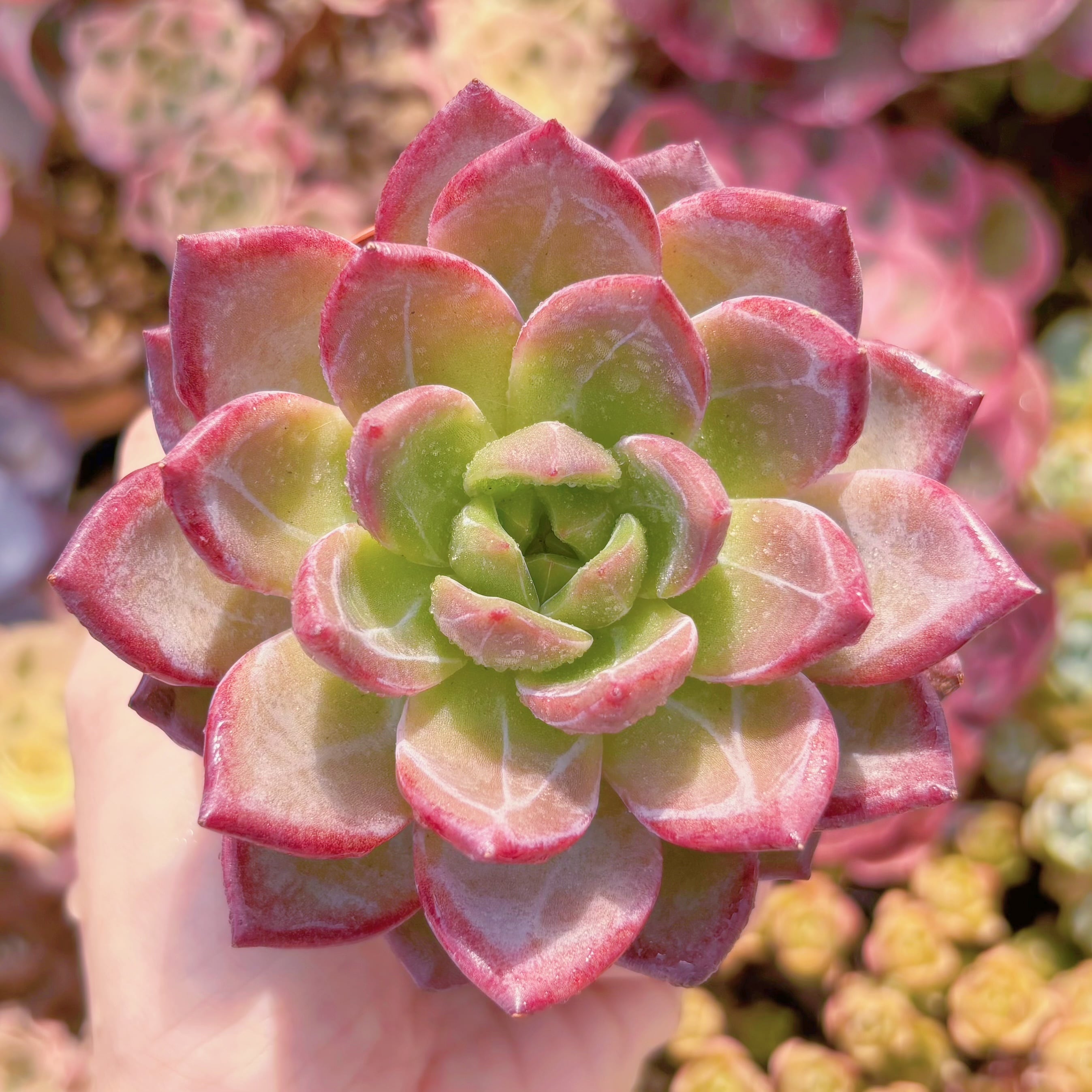 現品　黒武士#012　るる農園