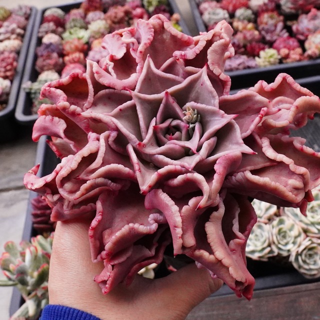※極上※【特大ドロップピンクマディバ】エケベリア　大人気　韓国多肉　極上の美しさ