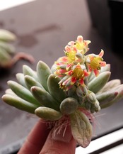 発根済カット苗 ピンクアイボリー Echeveria 'Pink Ivory'