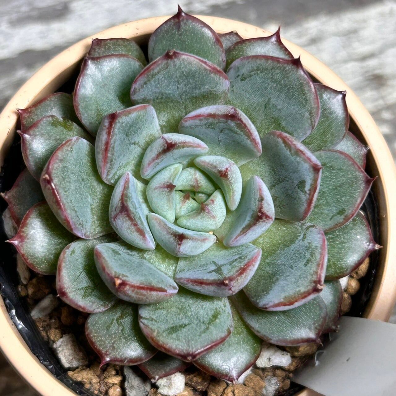 モンフルール | RuPo 多肉植物専門店