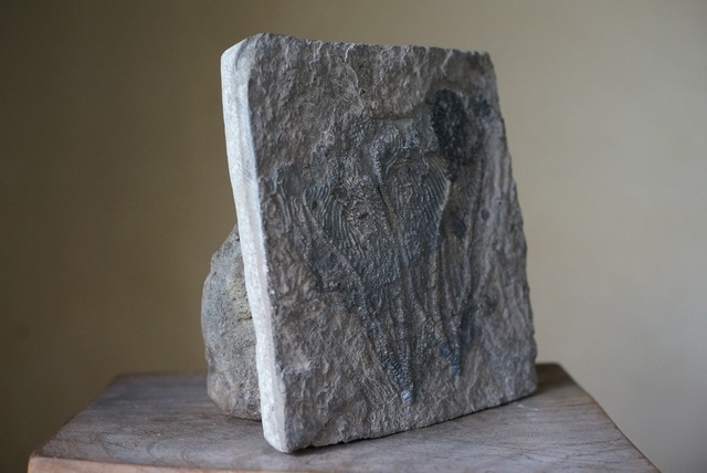 ウミユリ化石 Crinoid Fossil 1