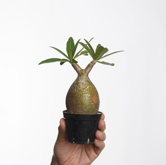 パキポディウム グラキリス no.5〈発根済み〉