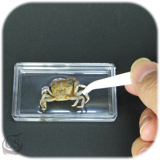 樹脂封入セット 甲殻類標本 Csラボラトリーズ