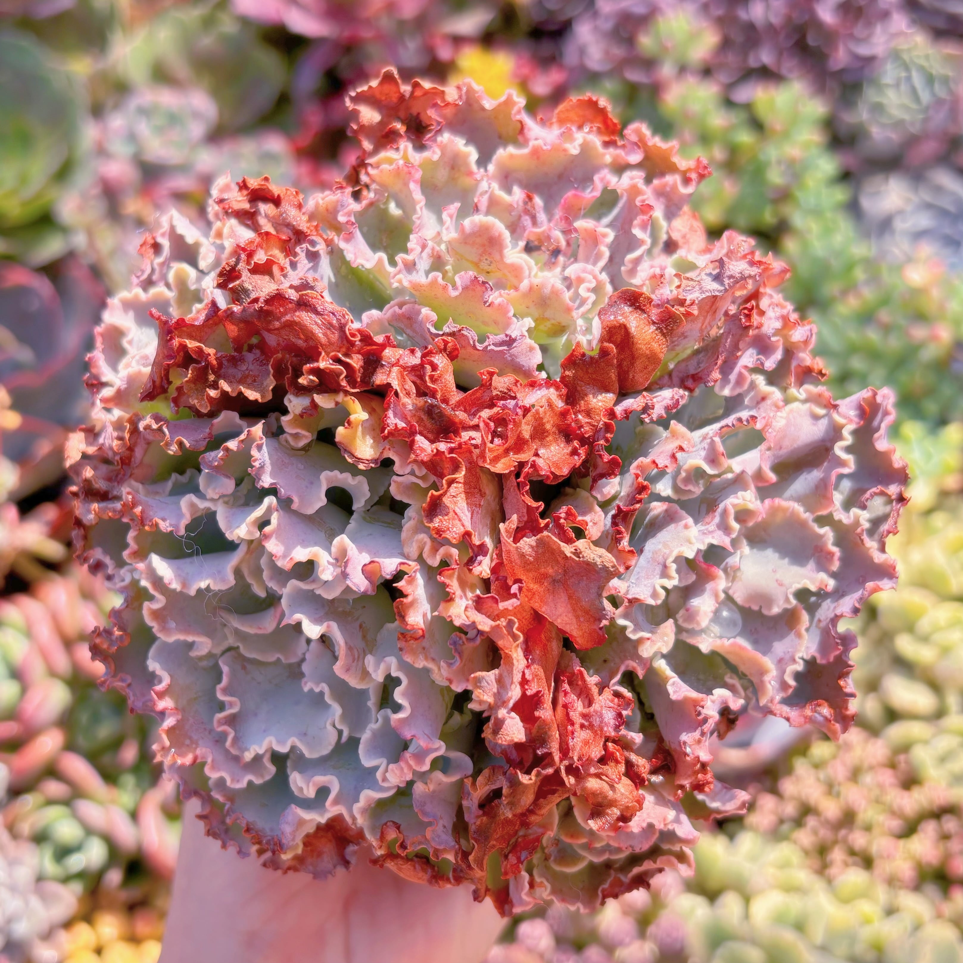 現品　Blue Curls#A011　大群生　新入荷　るる農園