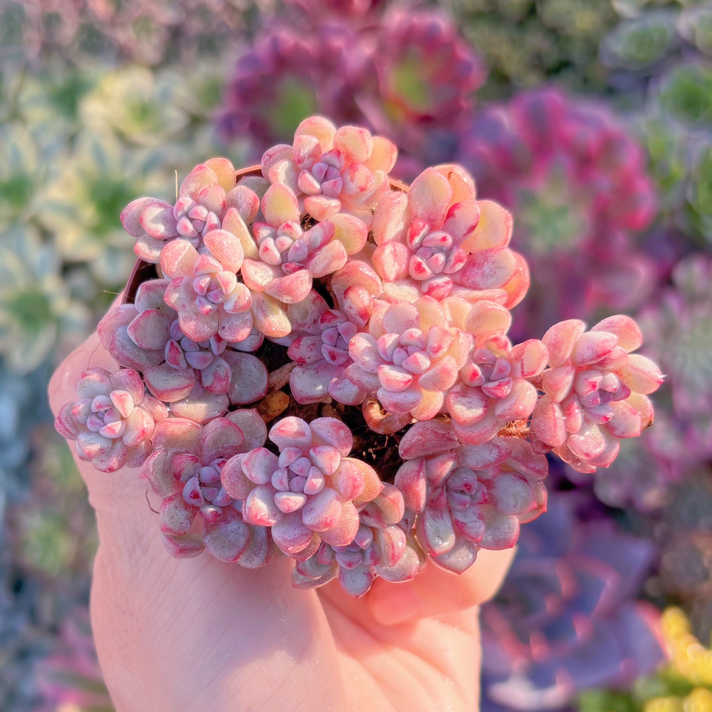 現品　萌豆#M189　群生　るる農園