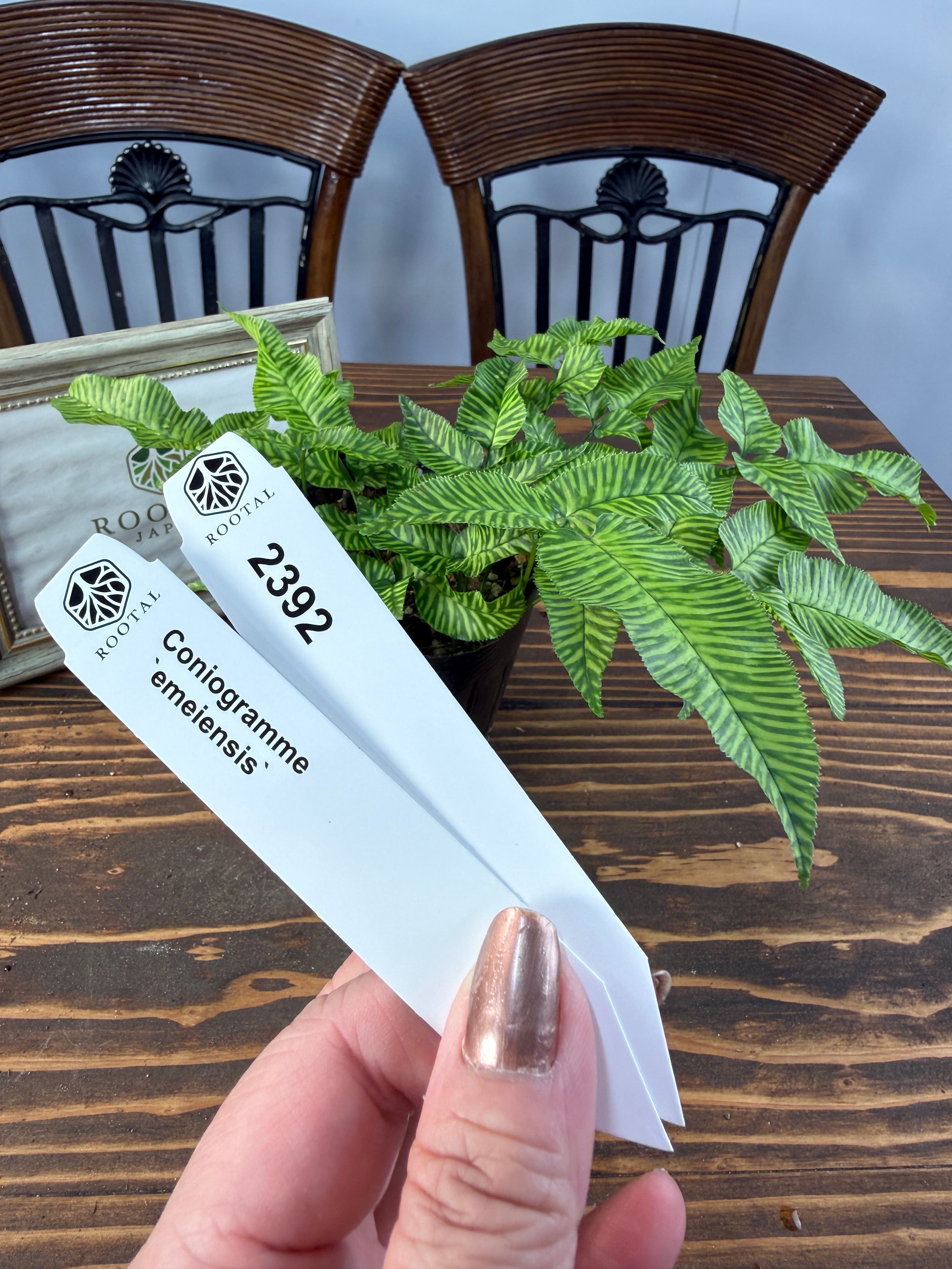 ★2392【繊細なギザギザ】コニオグランメ エメイエンシス(3.5号ポット)