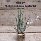 【送料無料】セレリアナ ハイブリッド〔エアプランツ〕現品発送T0607