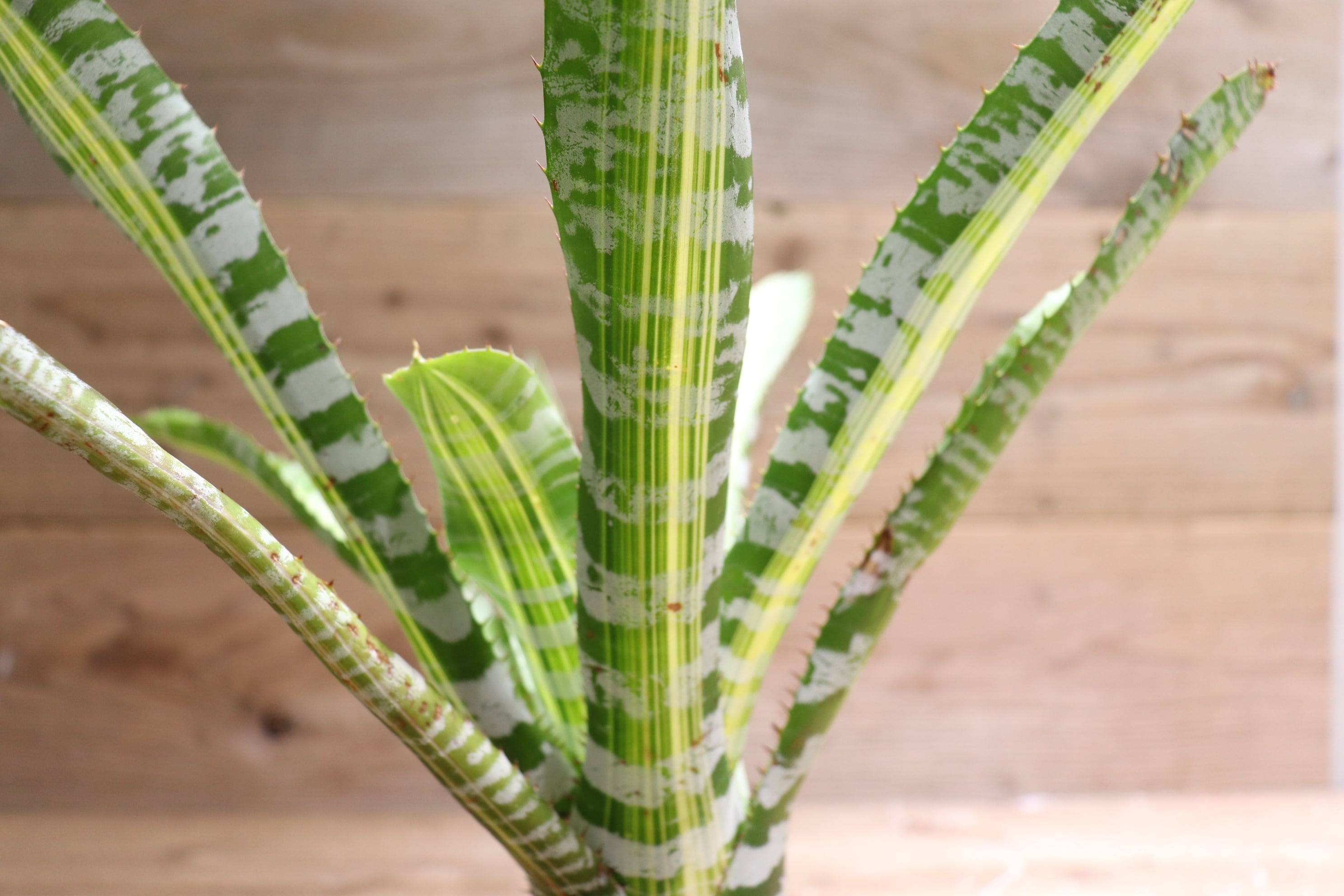 送料無料】Aechmea 'Vista'〔エクメア〕現品発送A0028 | plane