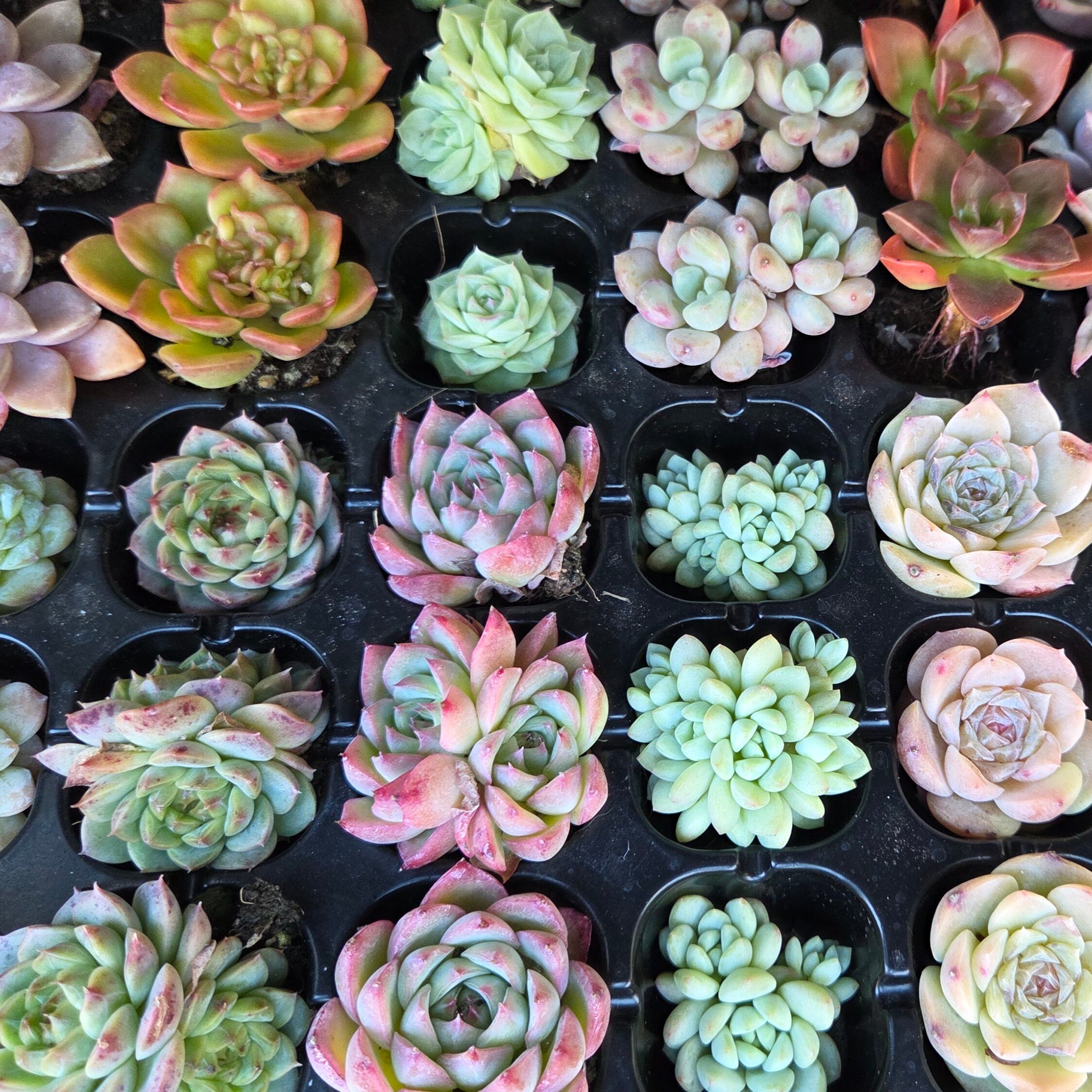 多肉植物プラグ苗カラフル24品種set | 多肉Garden＊Grow