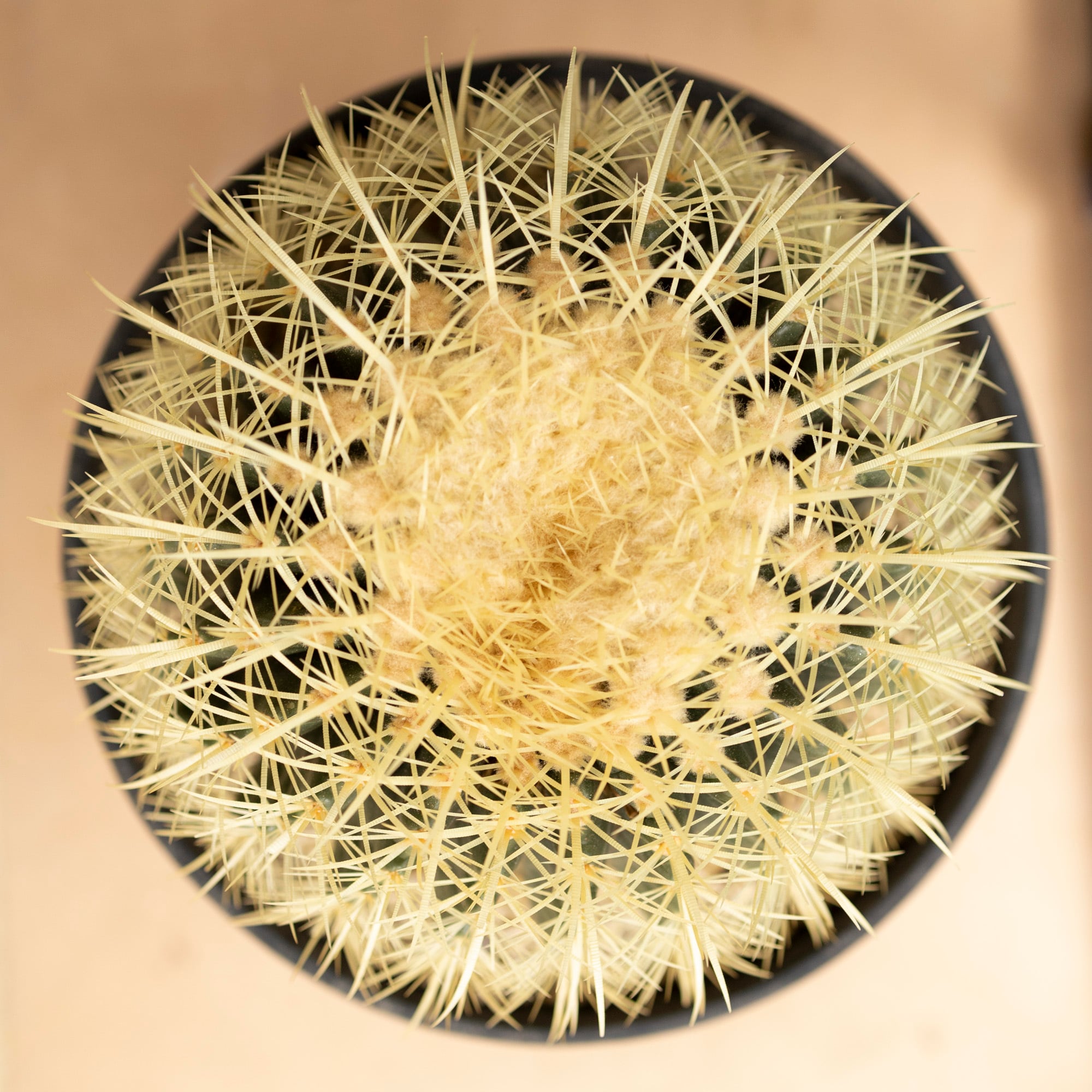 発根済】30cm 金鯱 サボテン 特大 10号 多肉植物 ドライガーデン