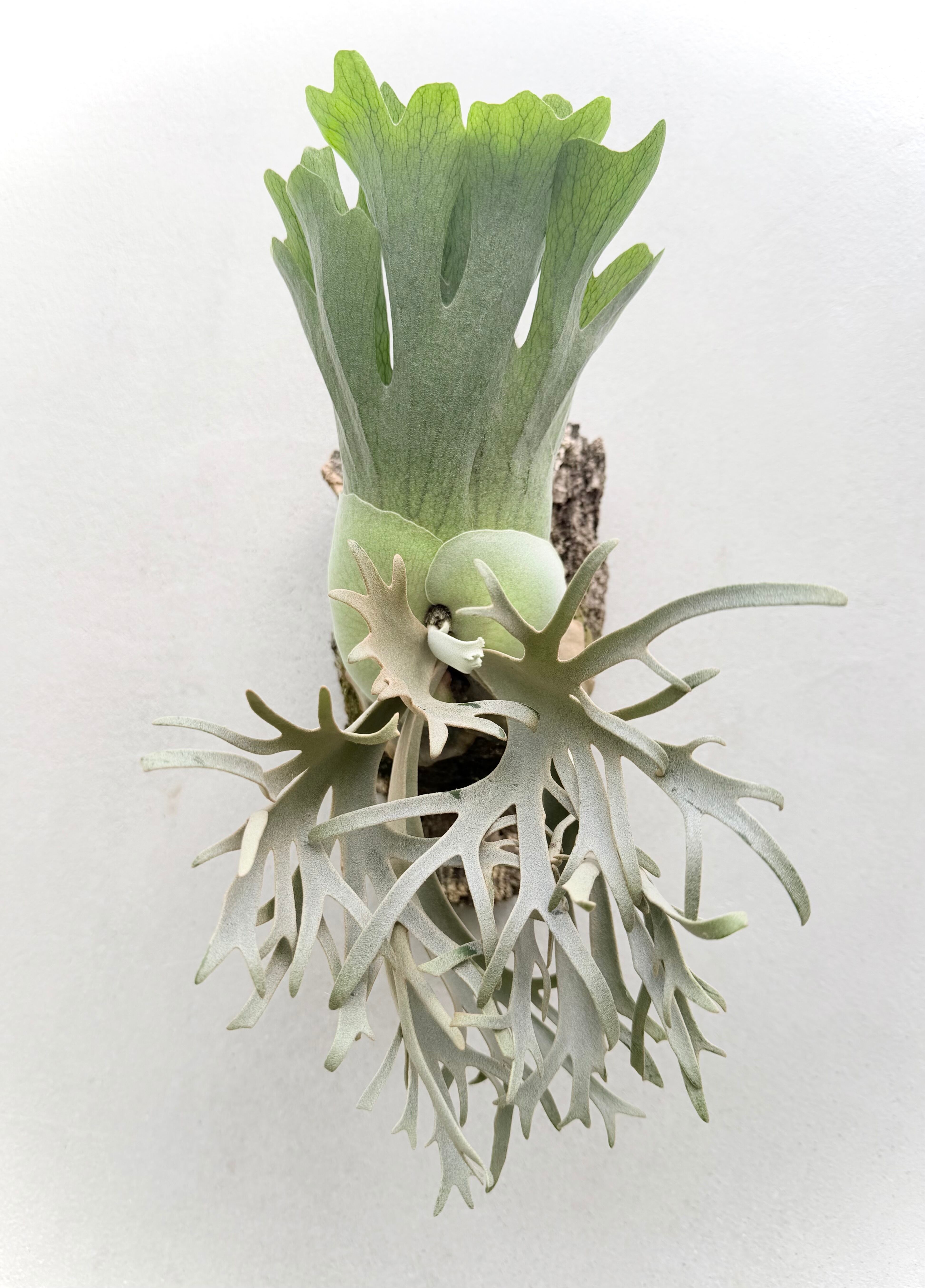 2株半額・3株目無料】ビカクシダ Mt. Lewis vandaka株 2株半額・3株目