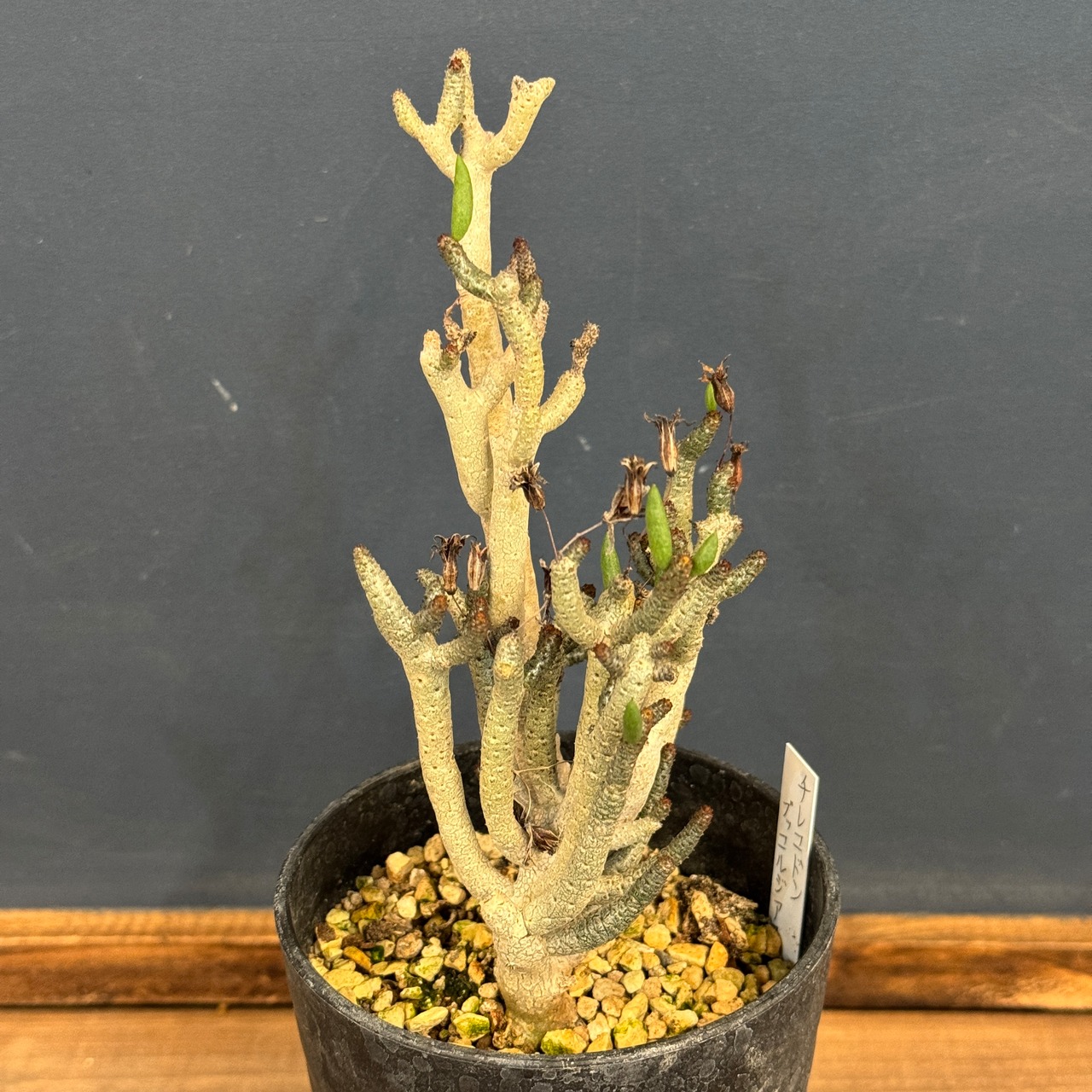 チレコドン　ブッコルジアヌス【296】