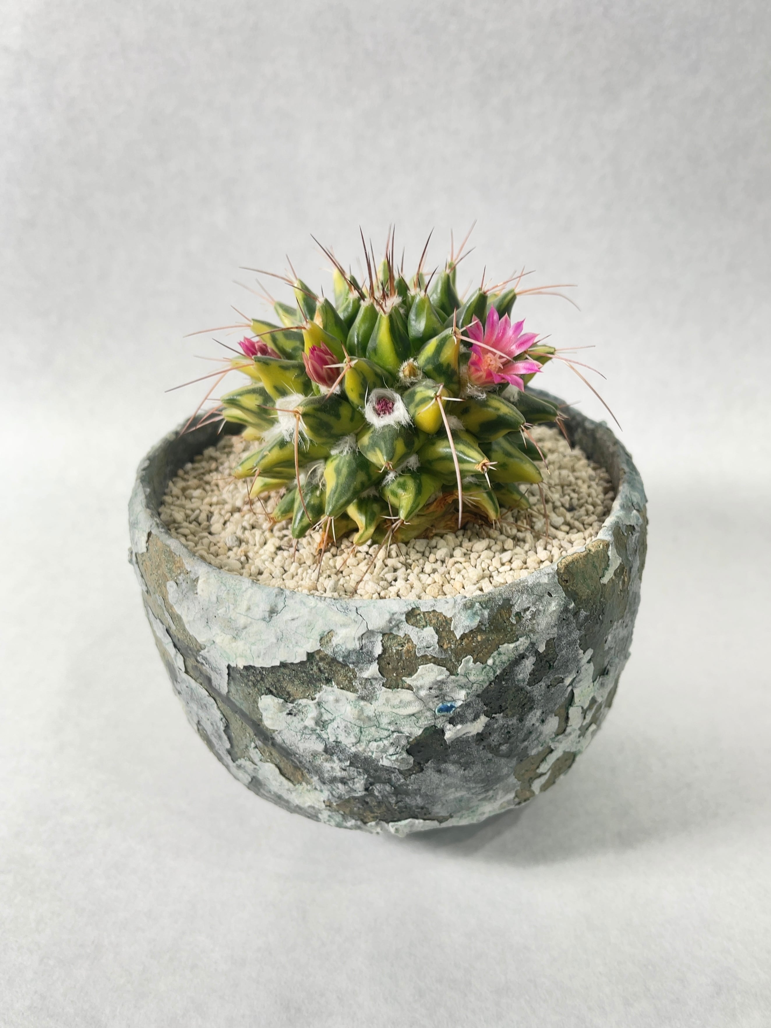 マミラリア・ブカレンシス錦 | trigger