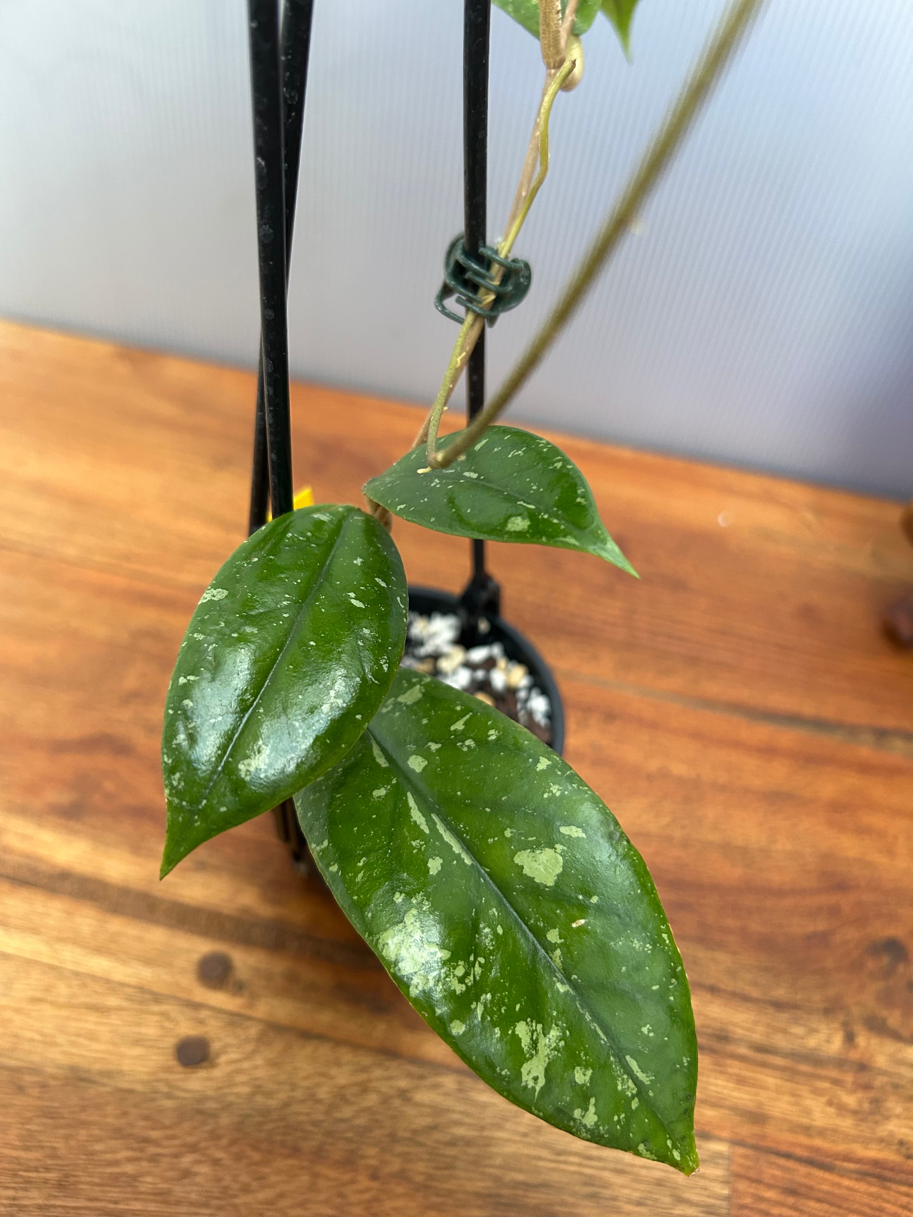 ホヤ　エングリアナ抜き苗 ホヤ エングリアナ抜き苗