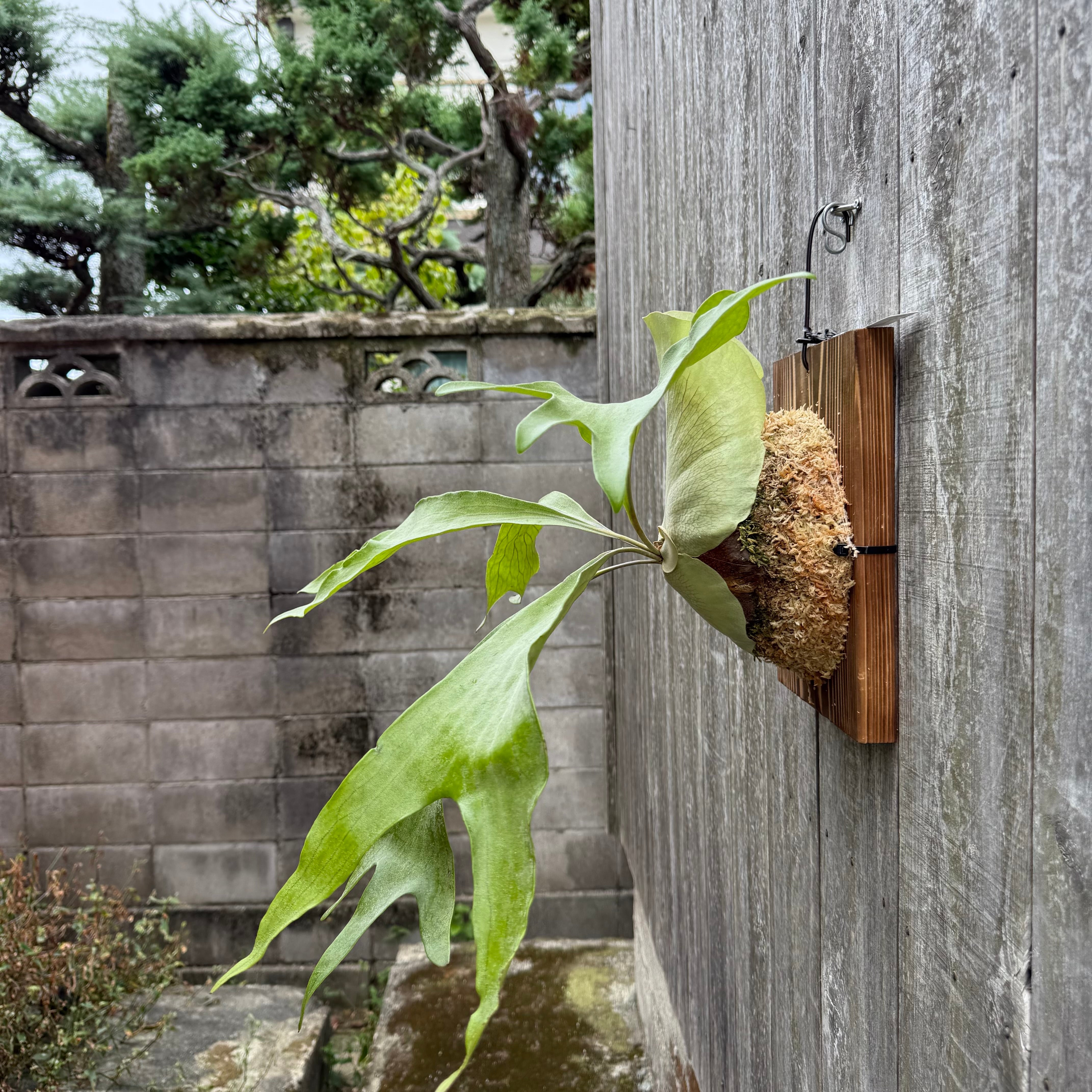 P. hillii cv. Night Star (pup) | naturefix