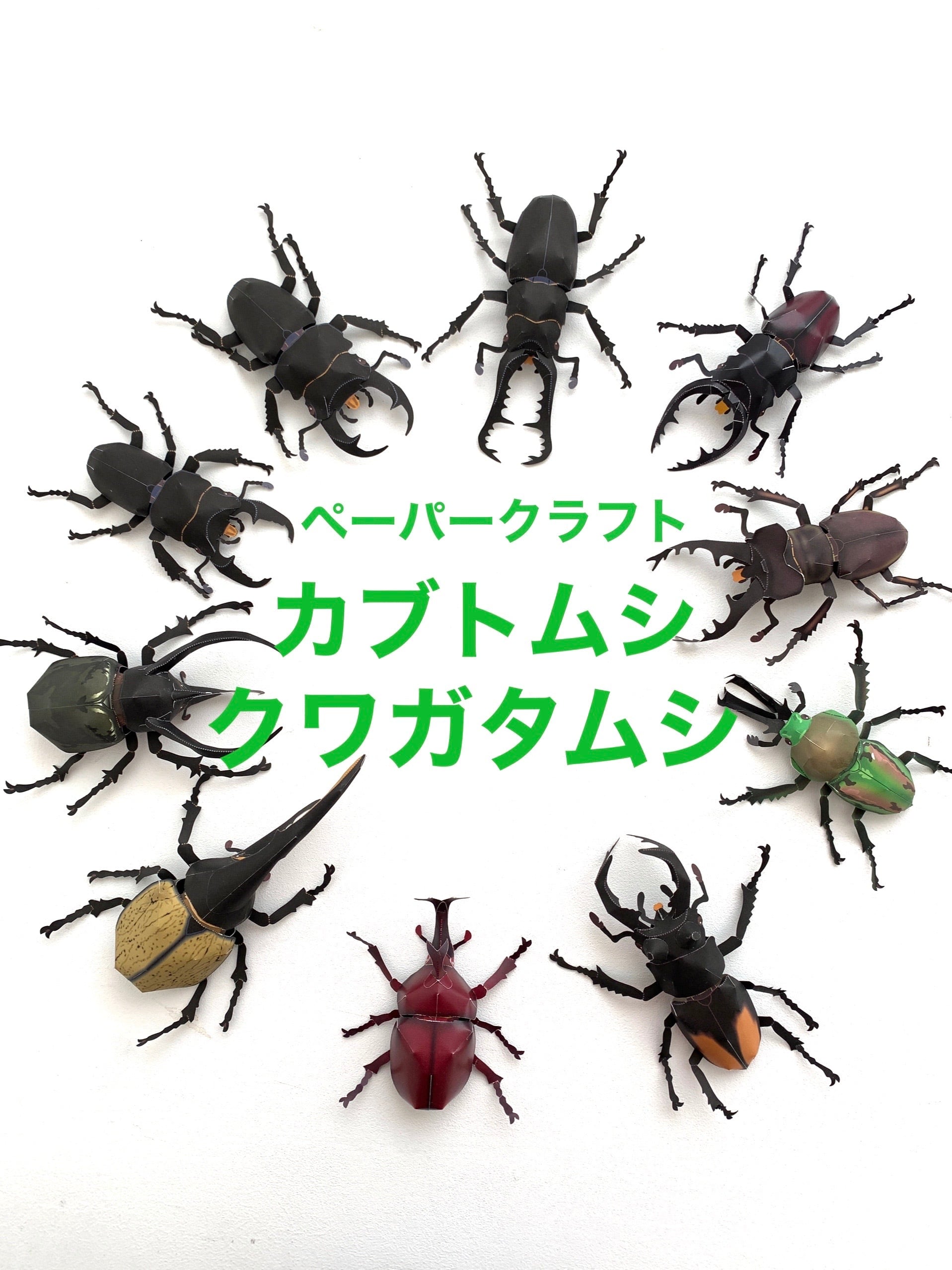2024年 カレンダー 昆虫 カブトムシ むし社 - 標本