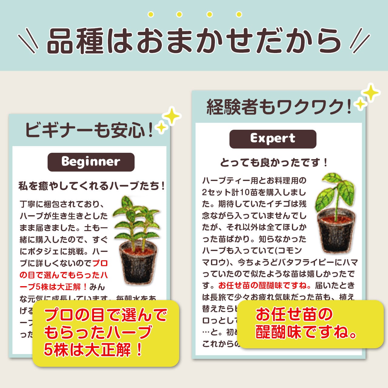 ハーブ 苗 セット 5個 | ハーブ苗のポタジェガーデン 本店