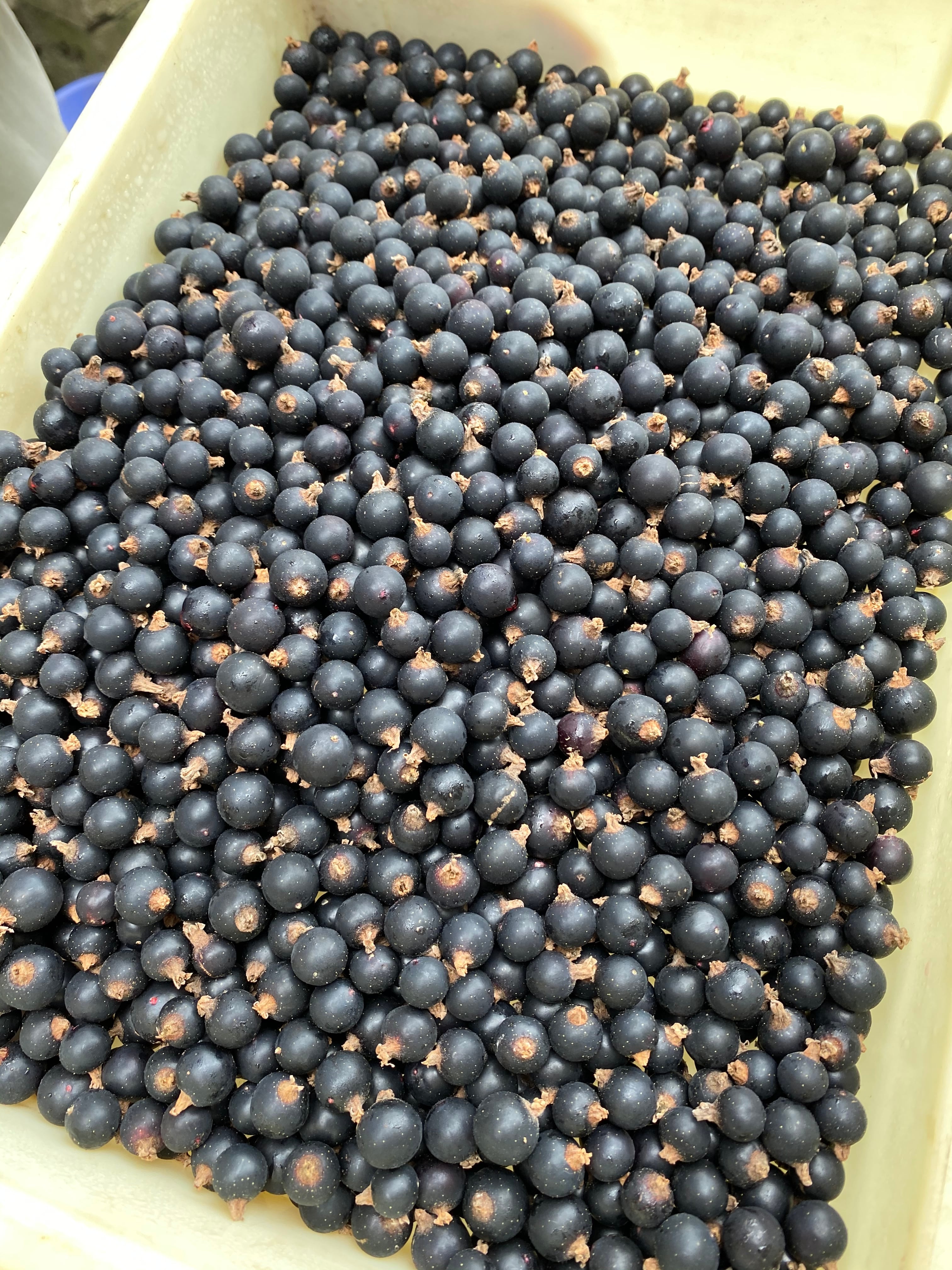 青森県産カシス（冷凍） 1Kg あおもりカシスの会 青森県産