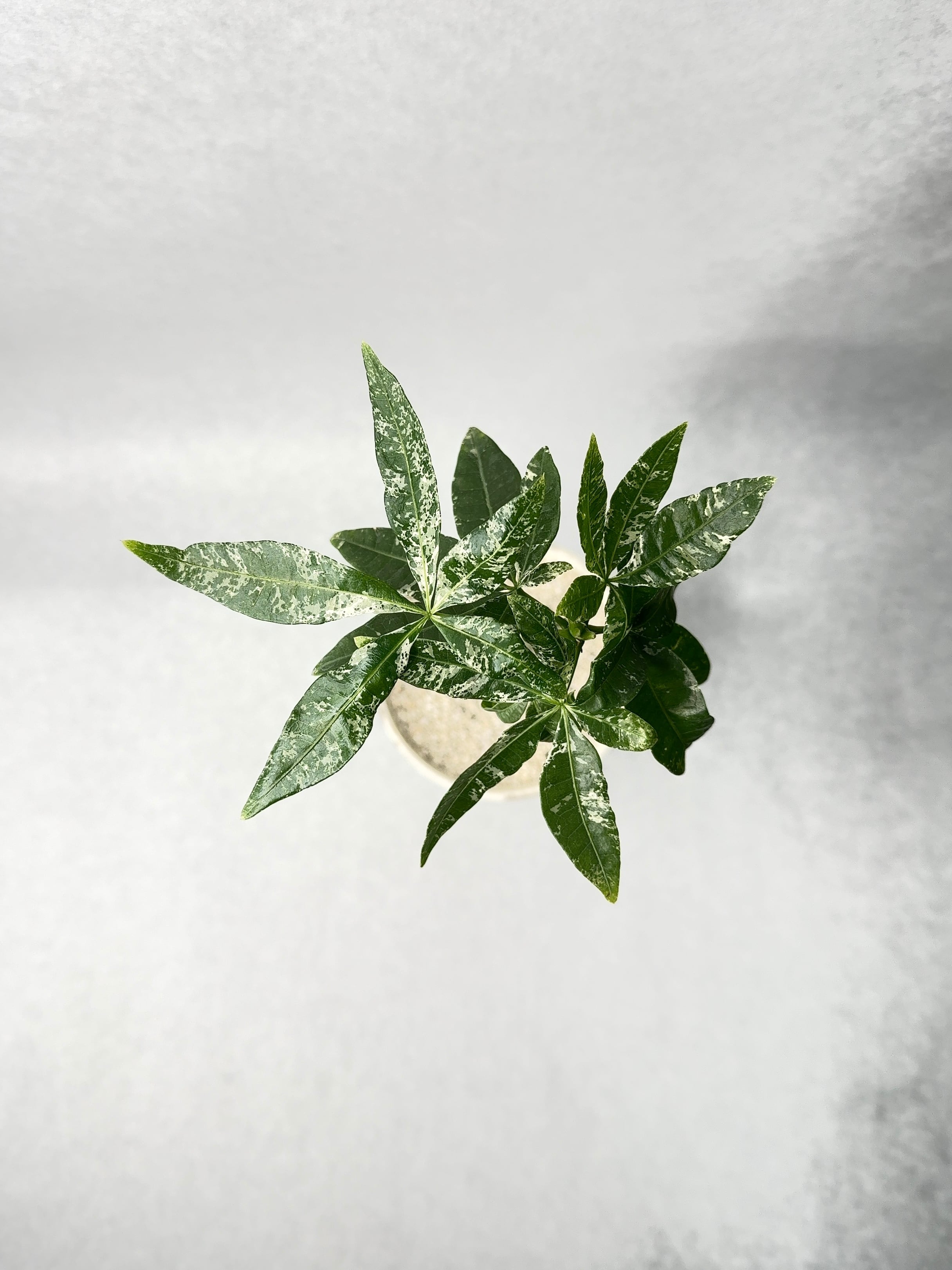 パキラ ミルキーウェイ 実生 パキラ・ミルキーウェイ実生 | trigger