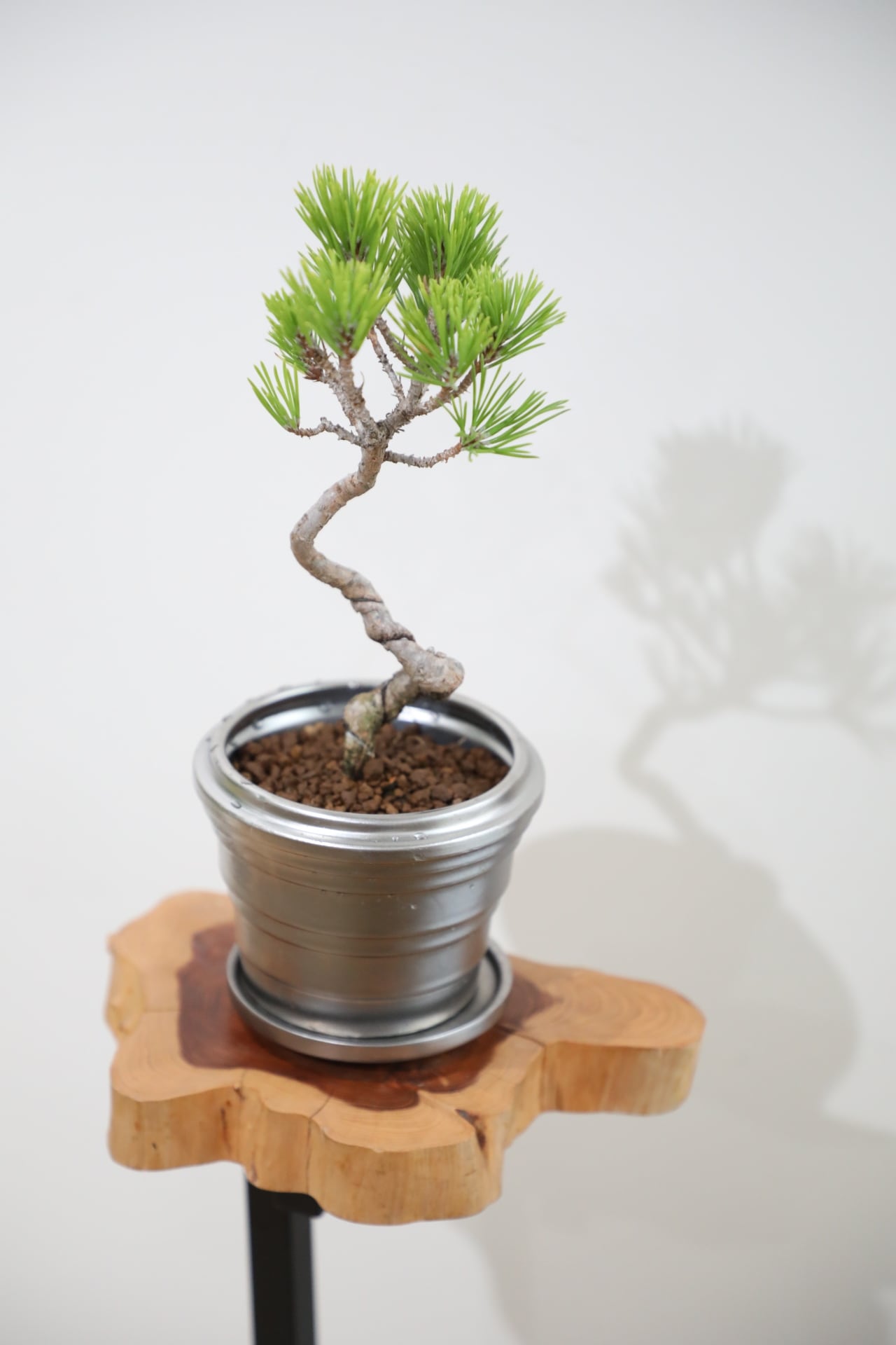 S】黒松 盆栽/Japanese black pine bonsai ※陶器鉢付き | 【厳選植物