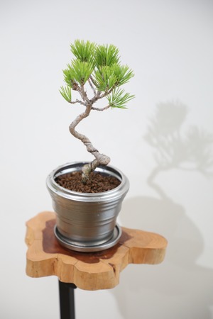 【S】黒松 盆栽/Japanese black pine bonsai 　※陶器鉢付き