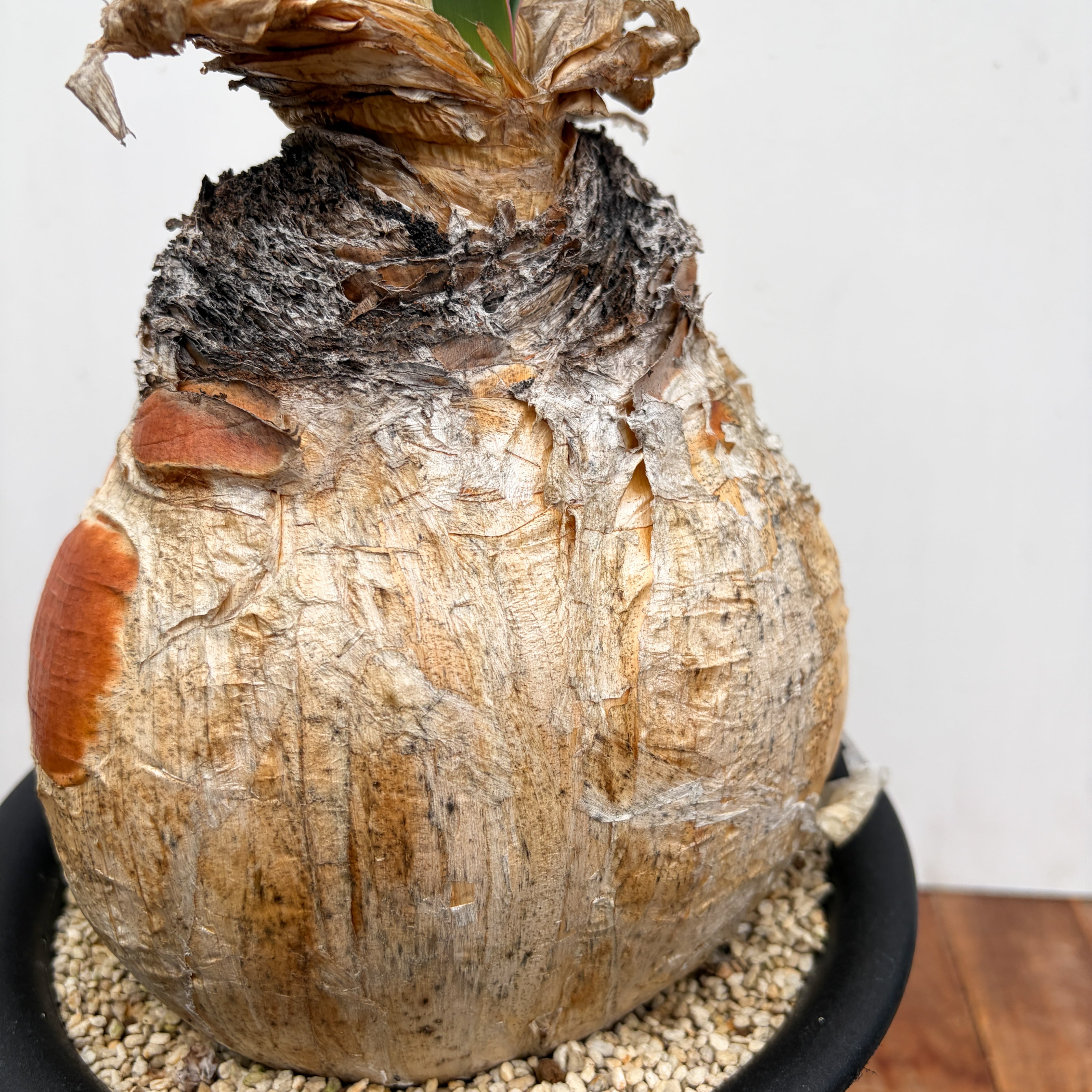 Boophane haemanthoides【ブーファン・ハエマンソイデス】 | RIMO'S