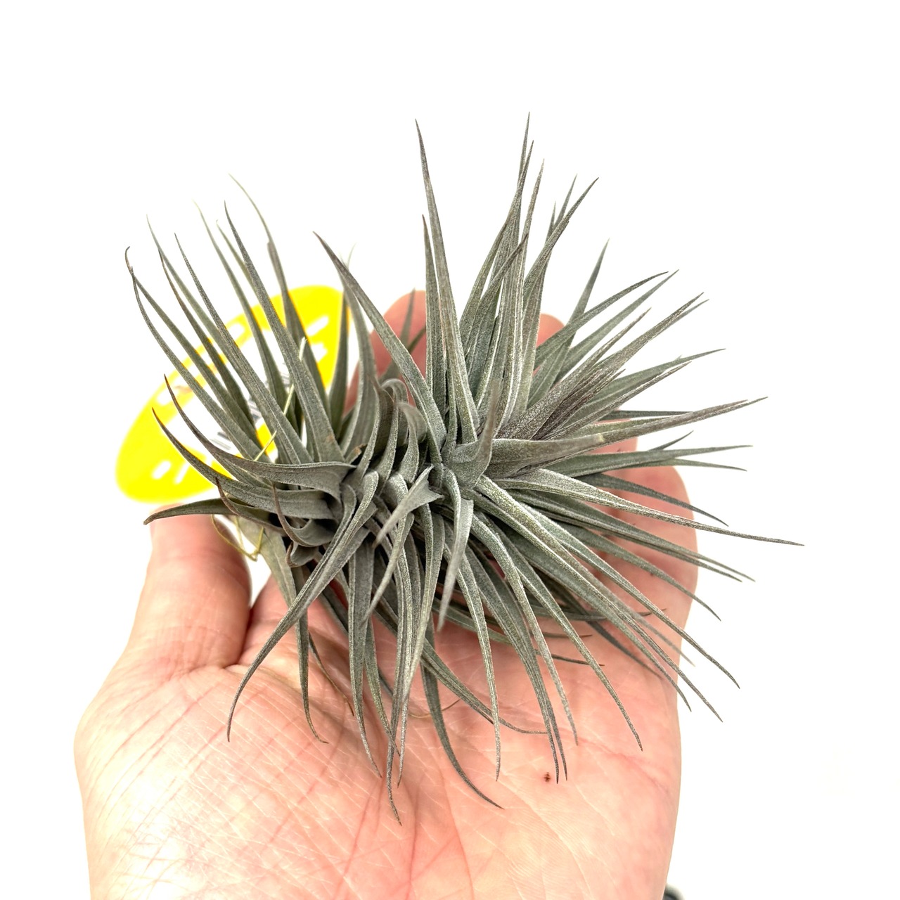 チランジア　アエラントス　ニグラ【940】