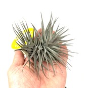 チランジア　アエラントス　ニグラ【940】