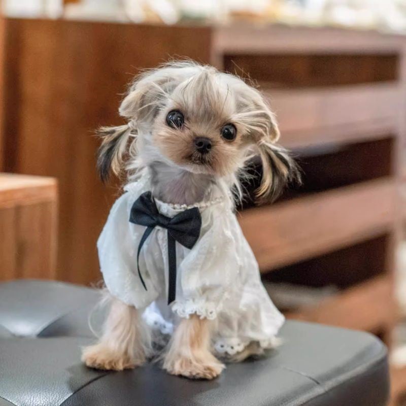 ブラックリボンのレースブラウス 犬服 00333【予約】