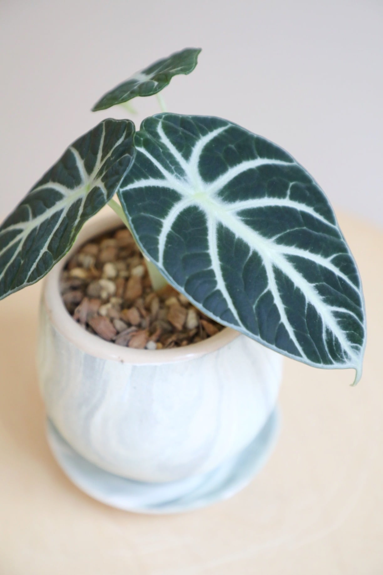 S】アロカシア ニンジャ/Alocasia reginula Ninja | 【厳選植物・器